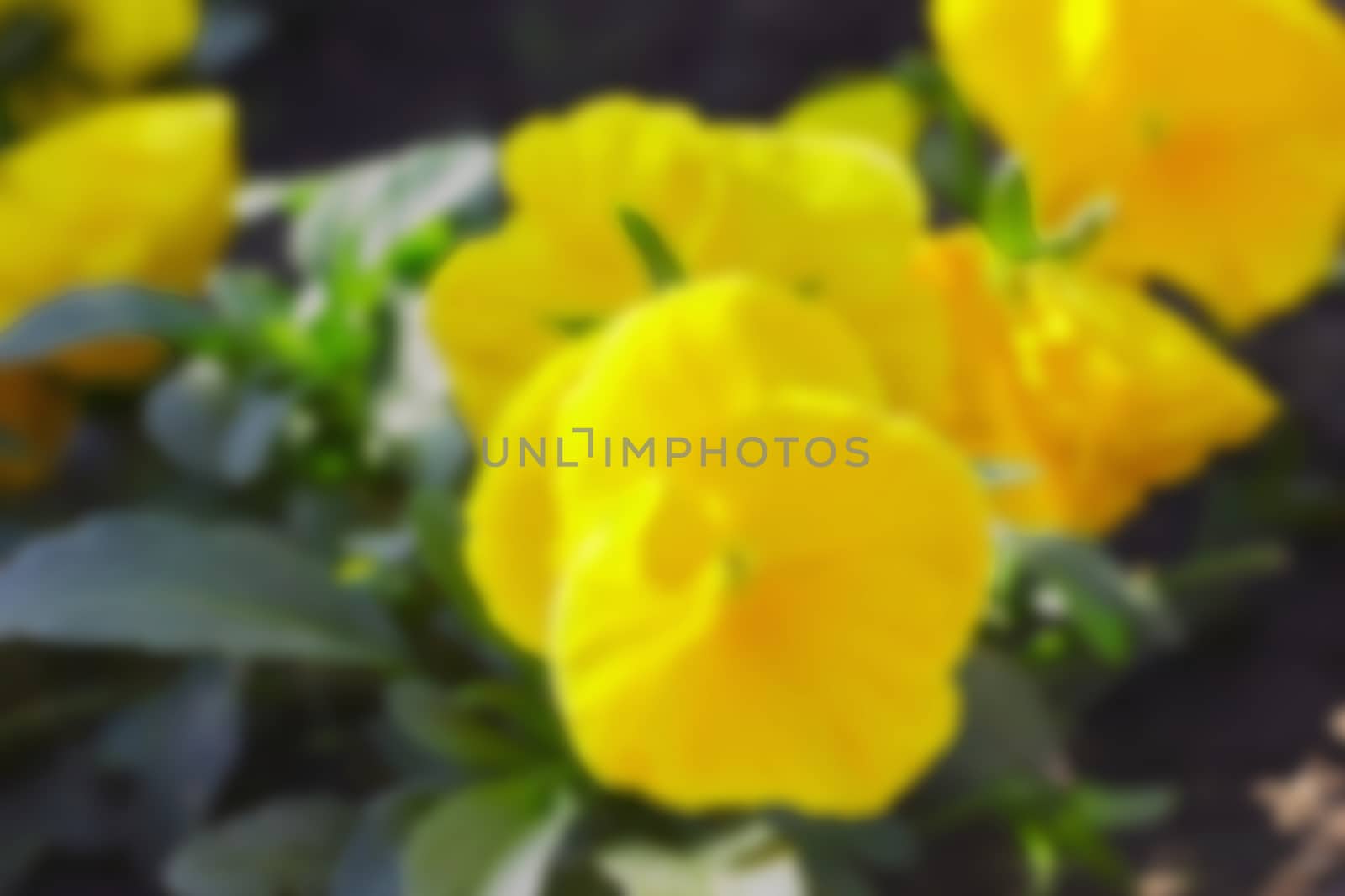 yellow pansy flowers in a garden ornamental plant, background, blurred