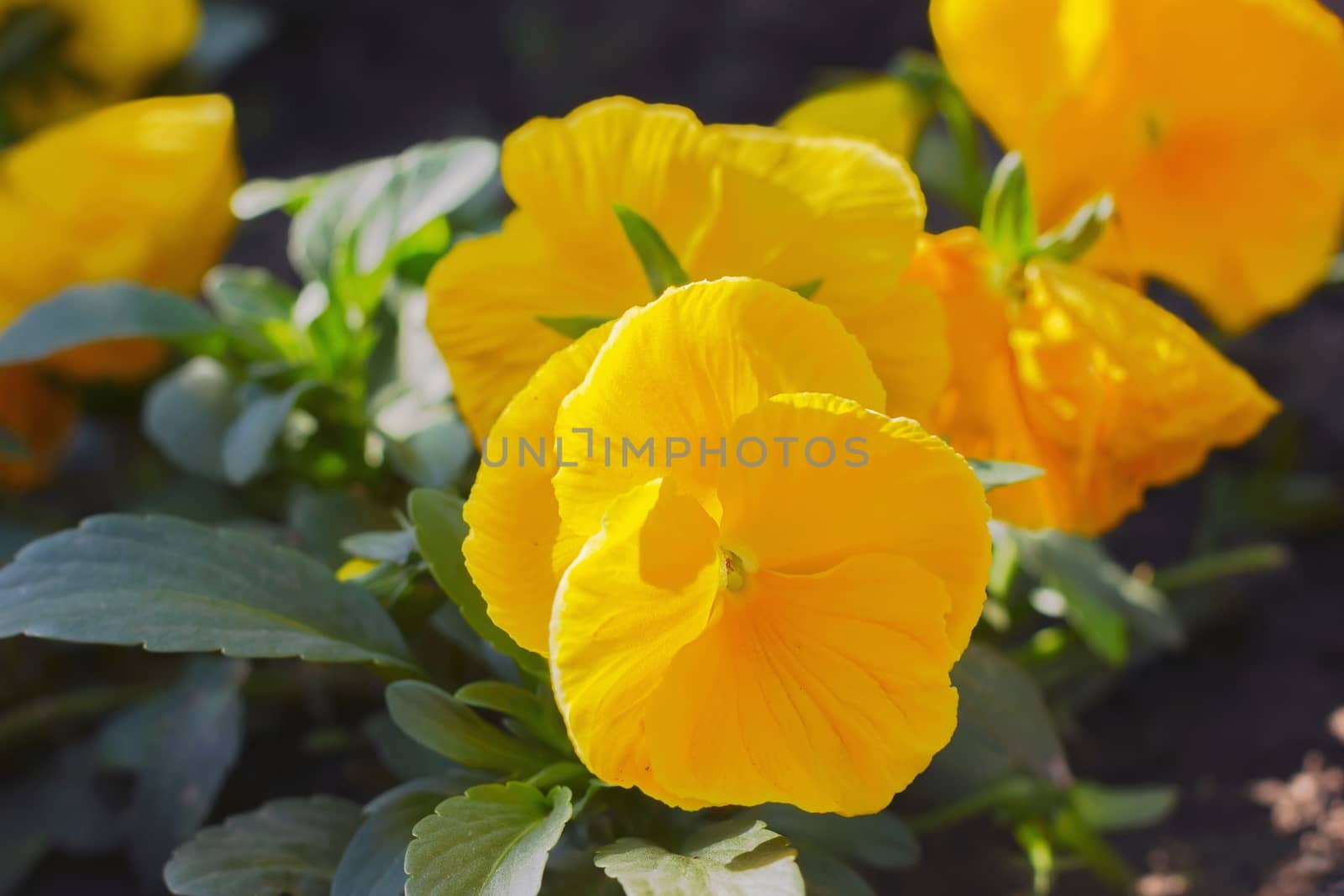 yellow pansy flowers in a garden ornamental plant, soft focus