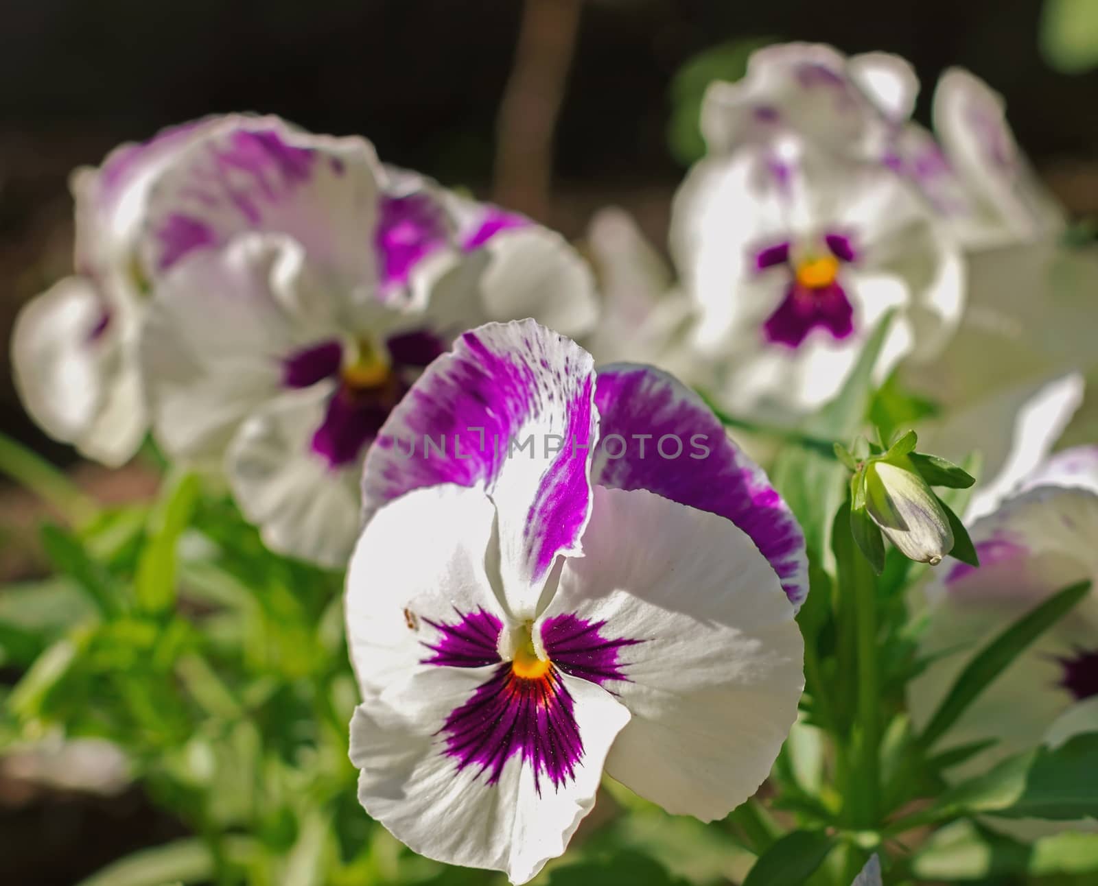 pansy flowers in a garden ornamental plants, soft focus