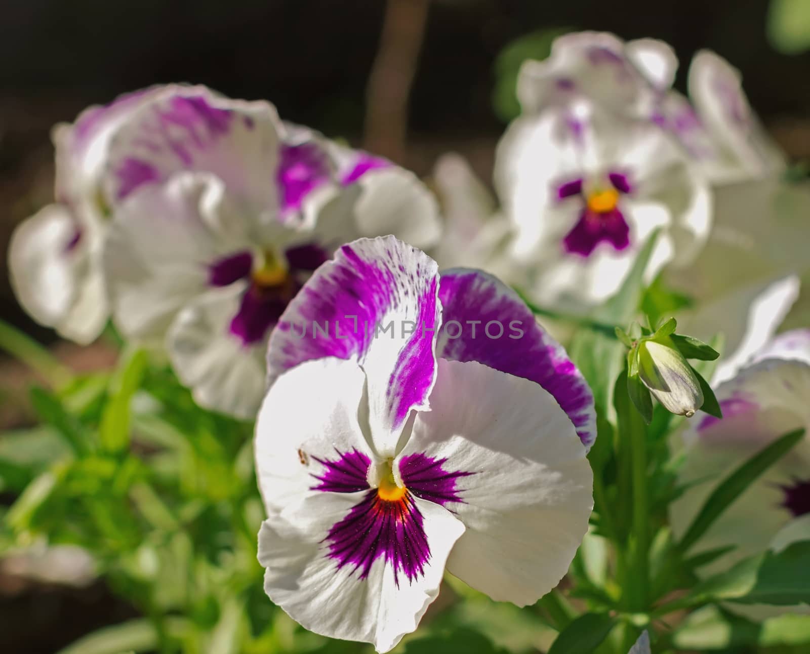 pansy flowers in a garden ornamental plants by KoliadzynskaIryna