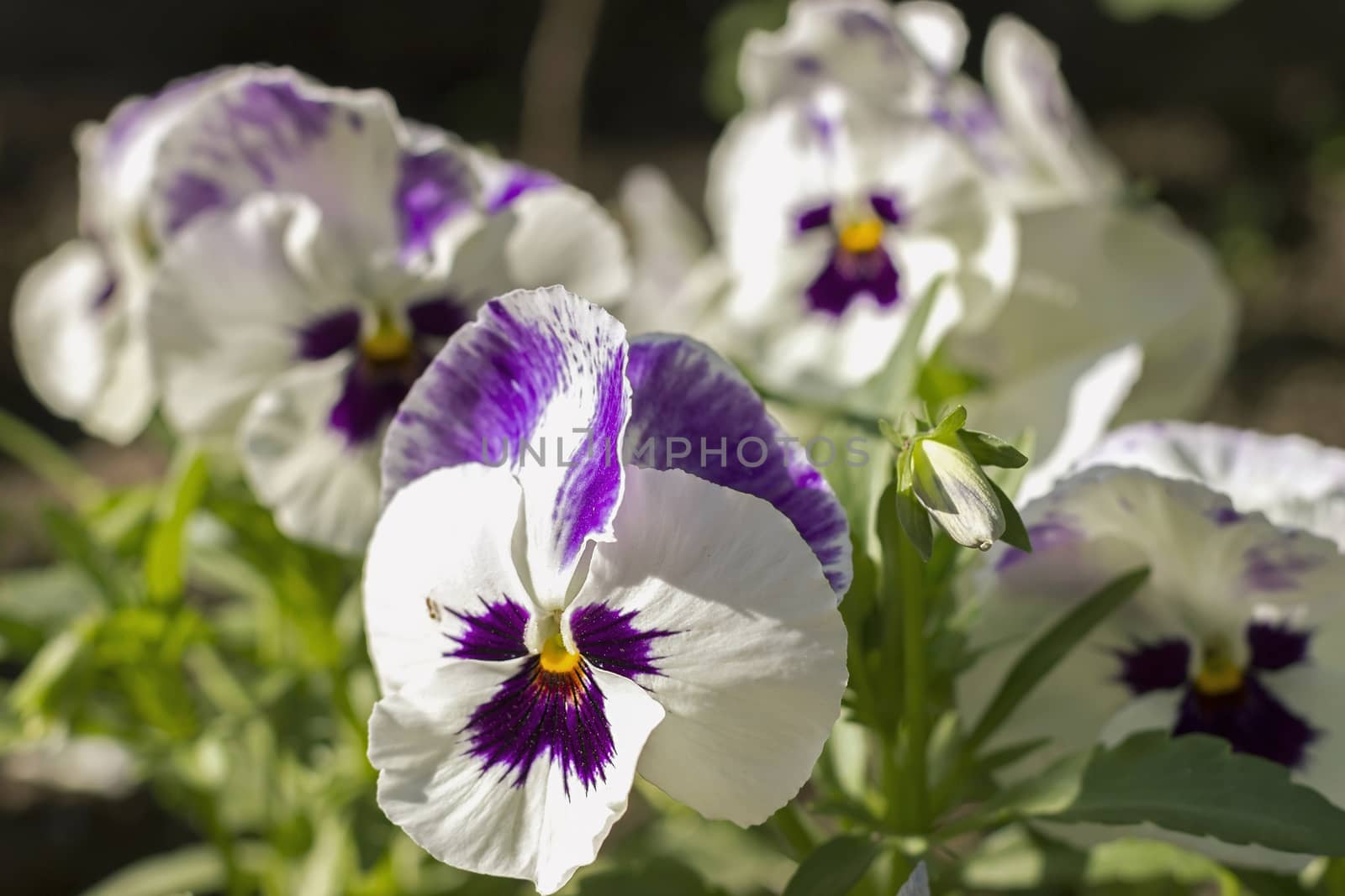 pansy flowers in a garden ornamental plants, soft focus