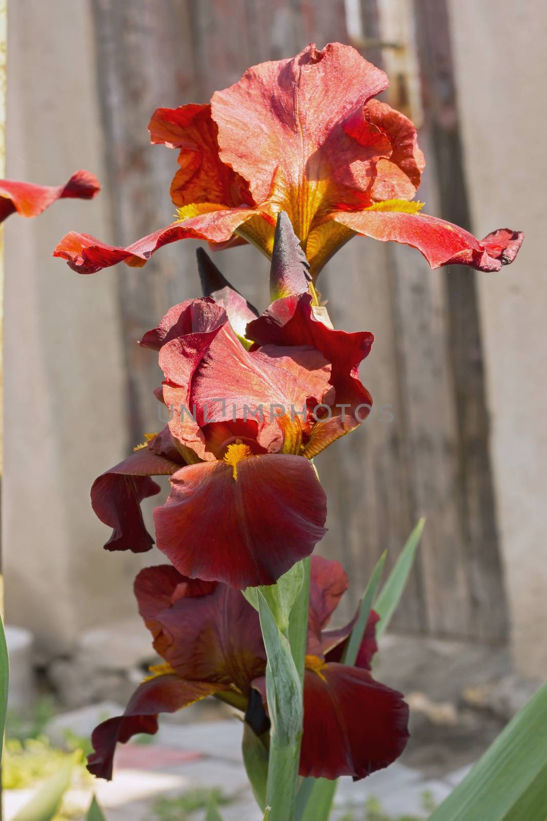 Irises red brown   d flowers, perennial, spring flower  by KoliadzynskaIryna