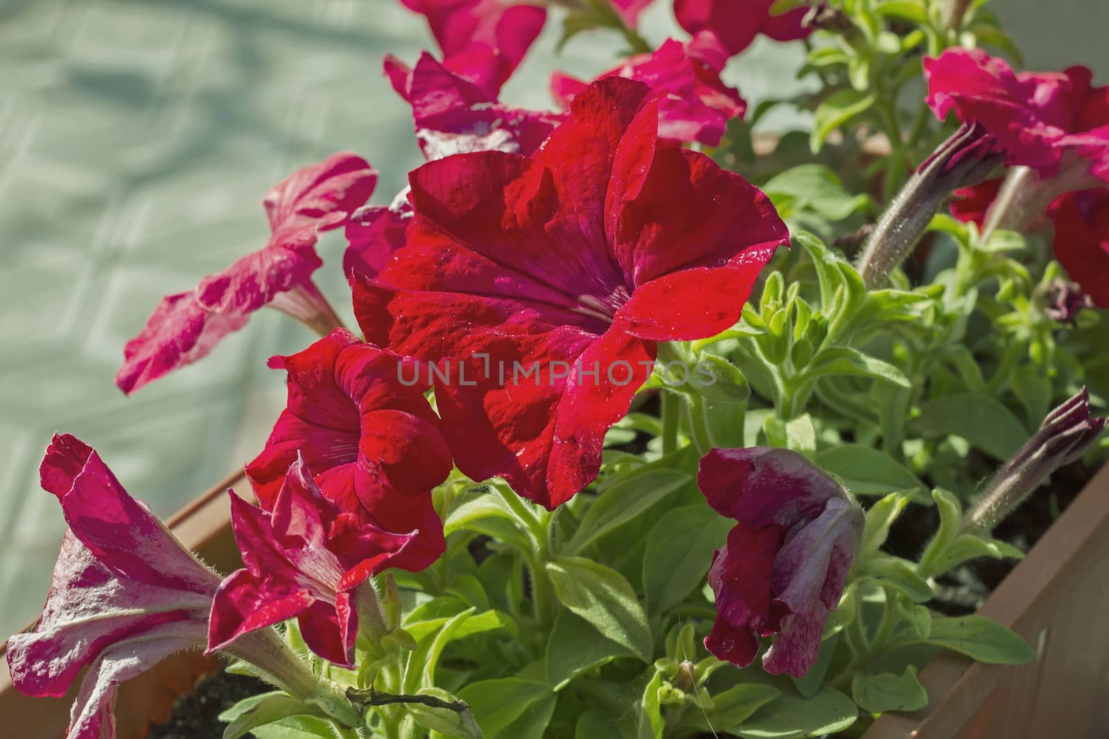 red petunia flowers in a pot, green stems soft focus