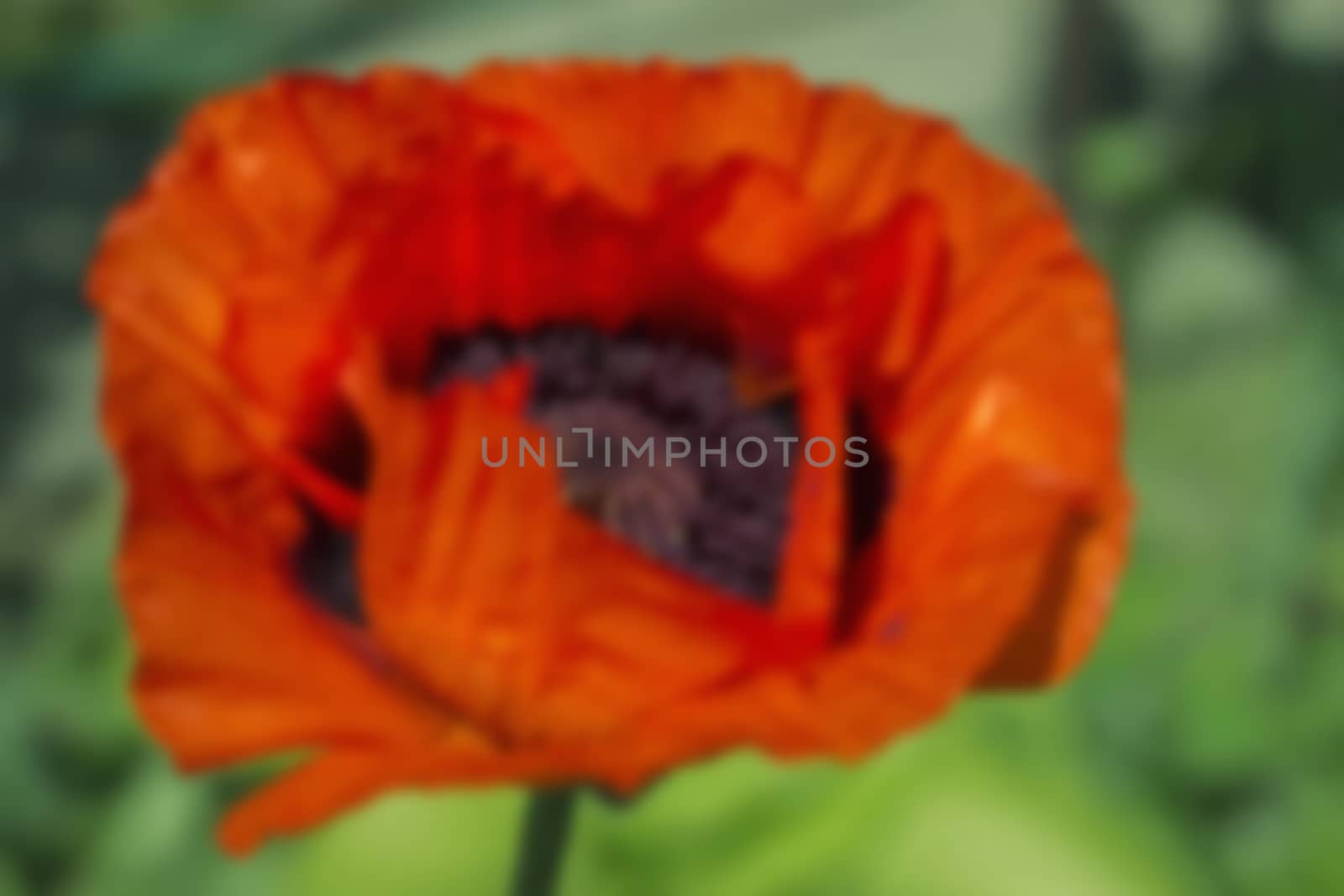 red poppy flowers, poppy flower bud on green background  blurred,
