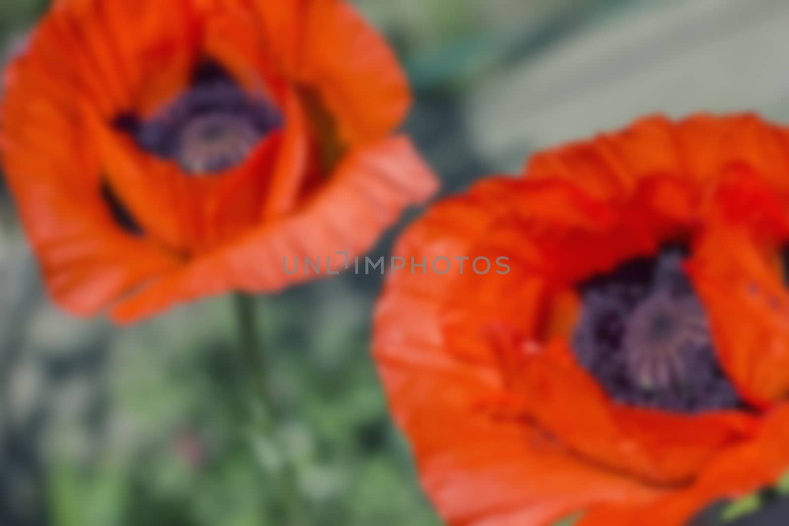 red poppy flowers, poppy flower bud on green background blurred