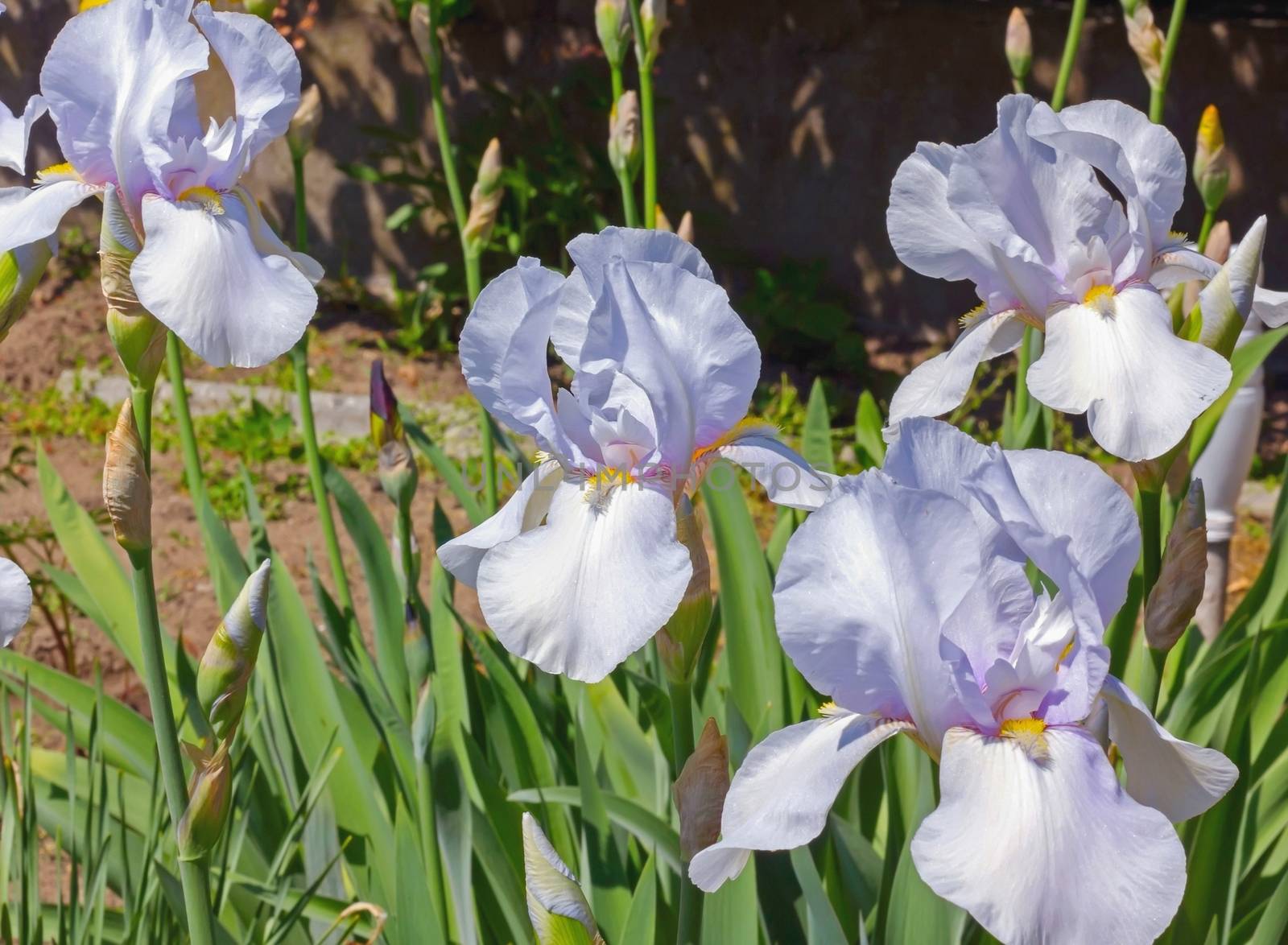 Irises White   flowerbed flowers, perennial, spring flower  by KoliadzynskaIryna