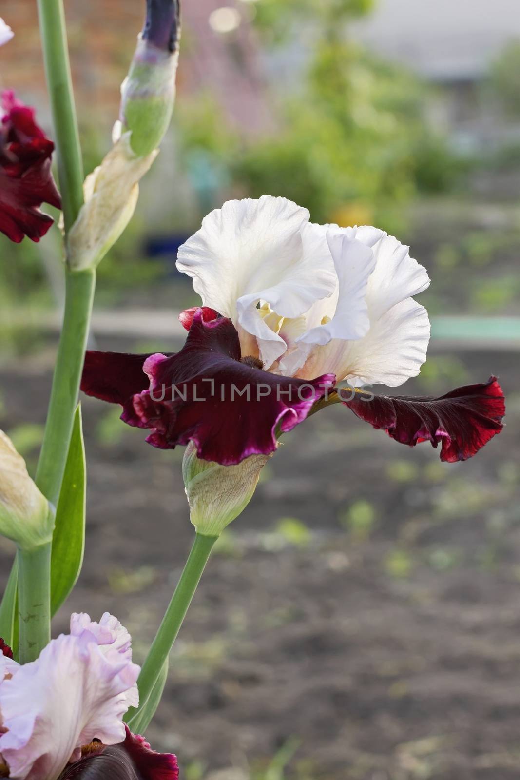 Irises White (lat. Íris) flowerbed flowers, perennial, spring f by KoliadzynskaIryna