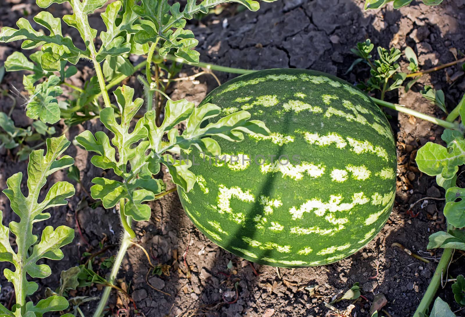watermelon in the garden lying on the ground by KoliadzynskaIryna