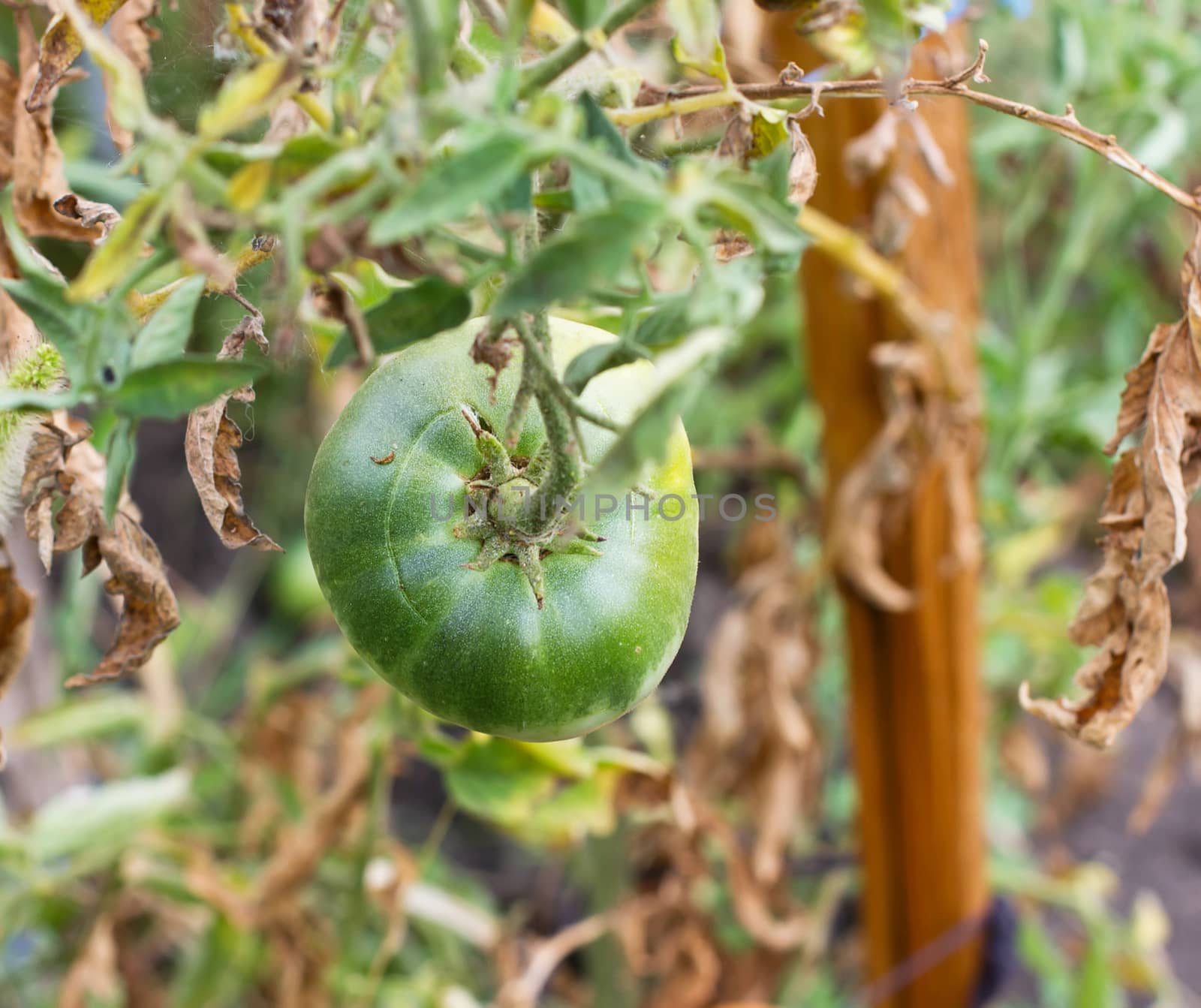 green tomatoes in the garden hanging on a branch in the garden, summer and autumn vegetable crop, close-up