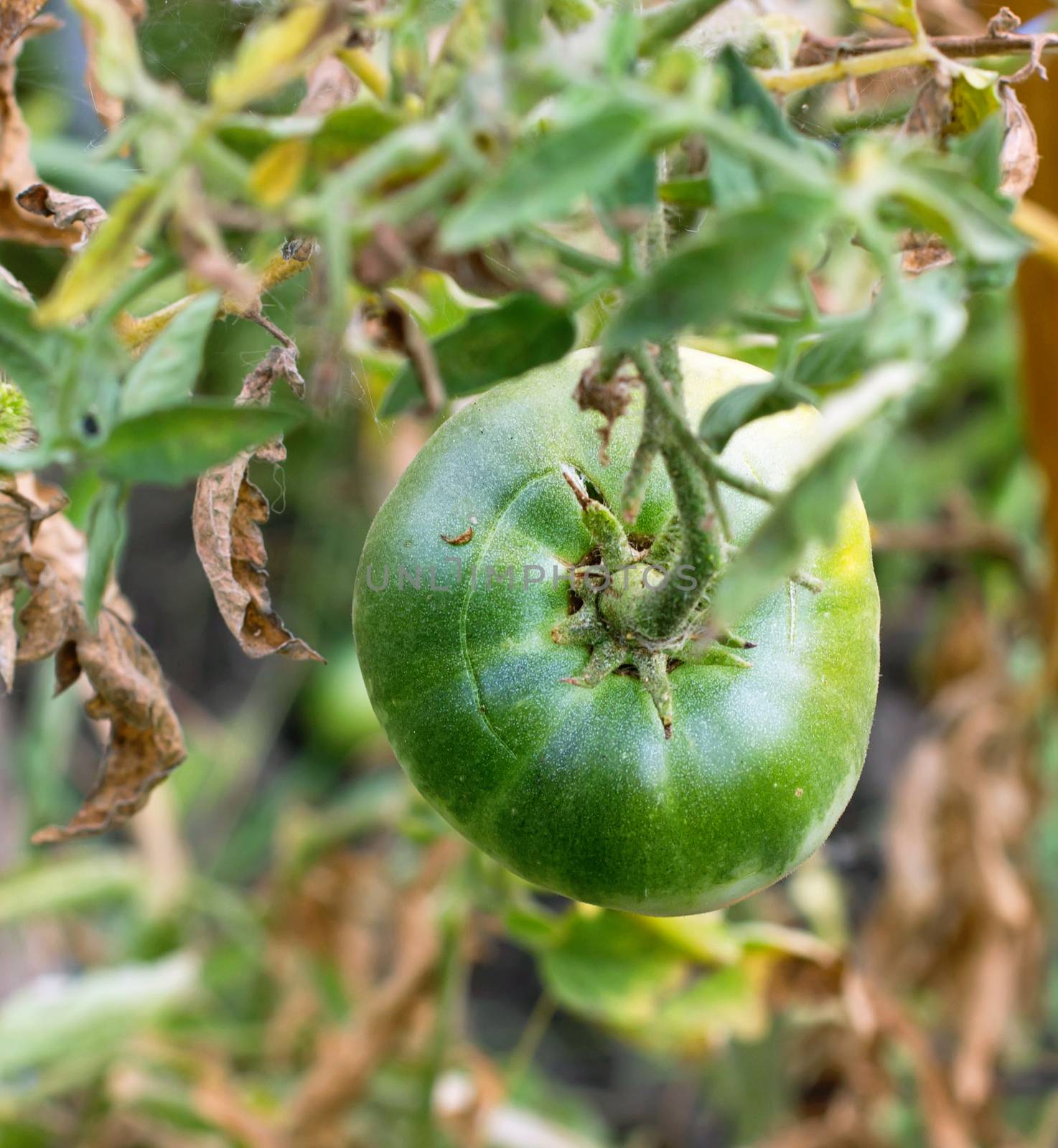 green tomatoes in the garden hanging on a branch by KoliadzynskaIryna