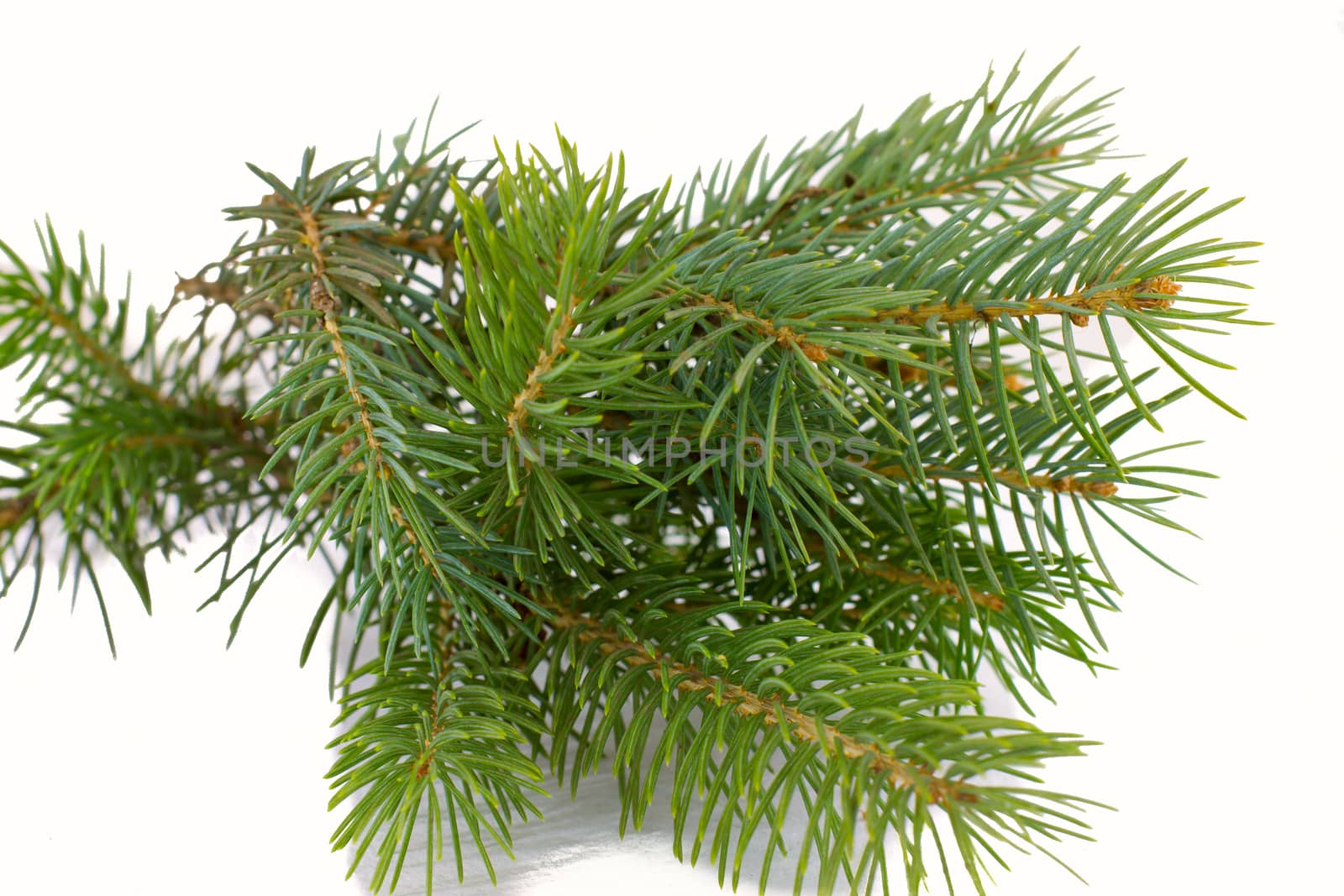 tree branch on a white background green Christmas without ornaments