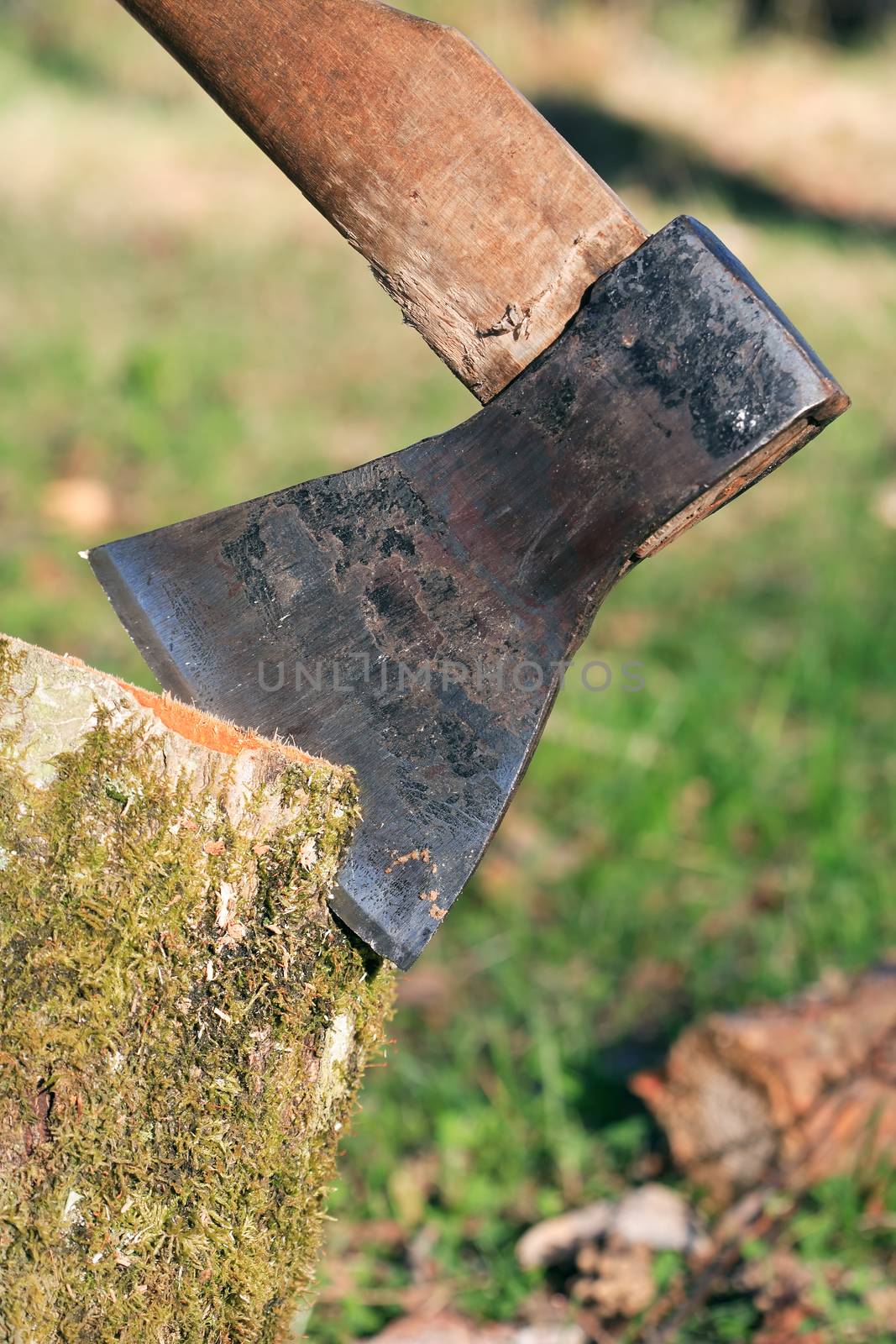 Firewood Splitting. Closeup of axe in log on summer nature background