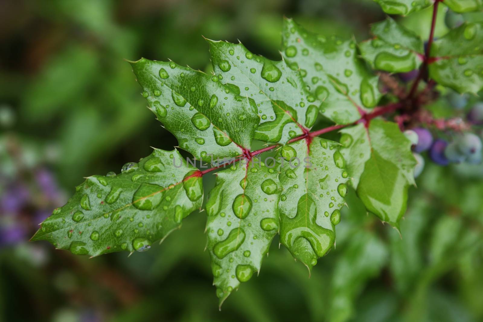 Leaves