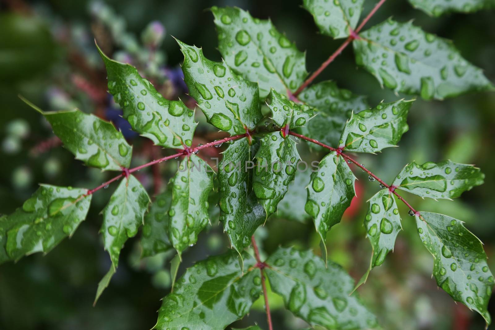 Leaves