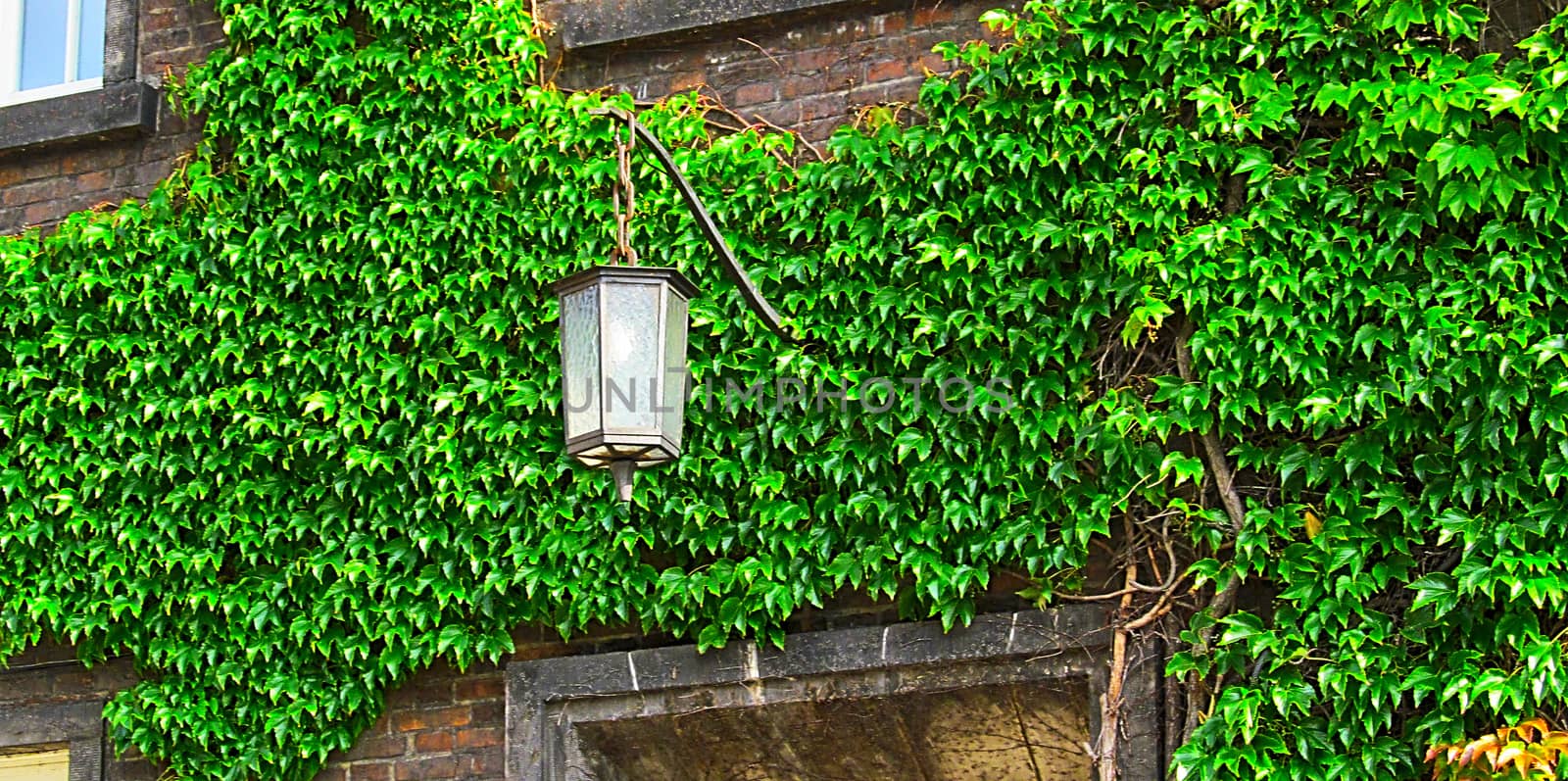 Lantern and plant climbing on the wall                               