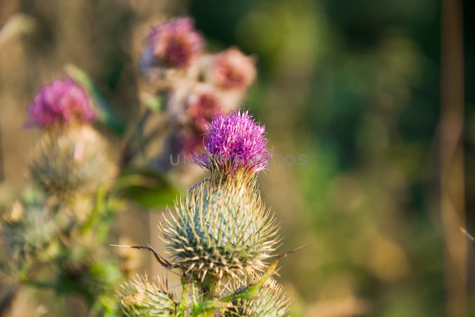 Flowering plants thistle weed by Grommik