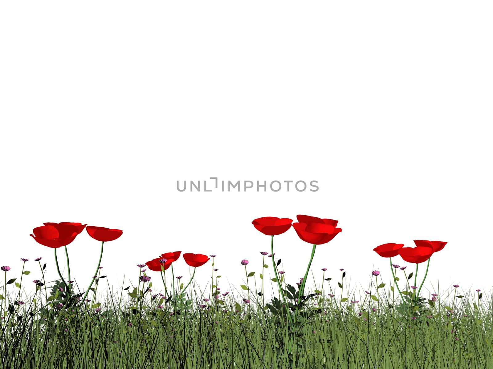 Poppies isolated in white background - 3D render