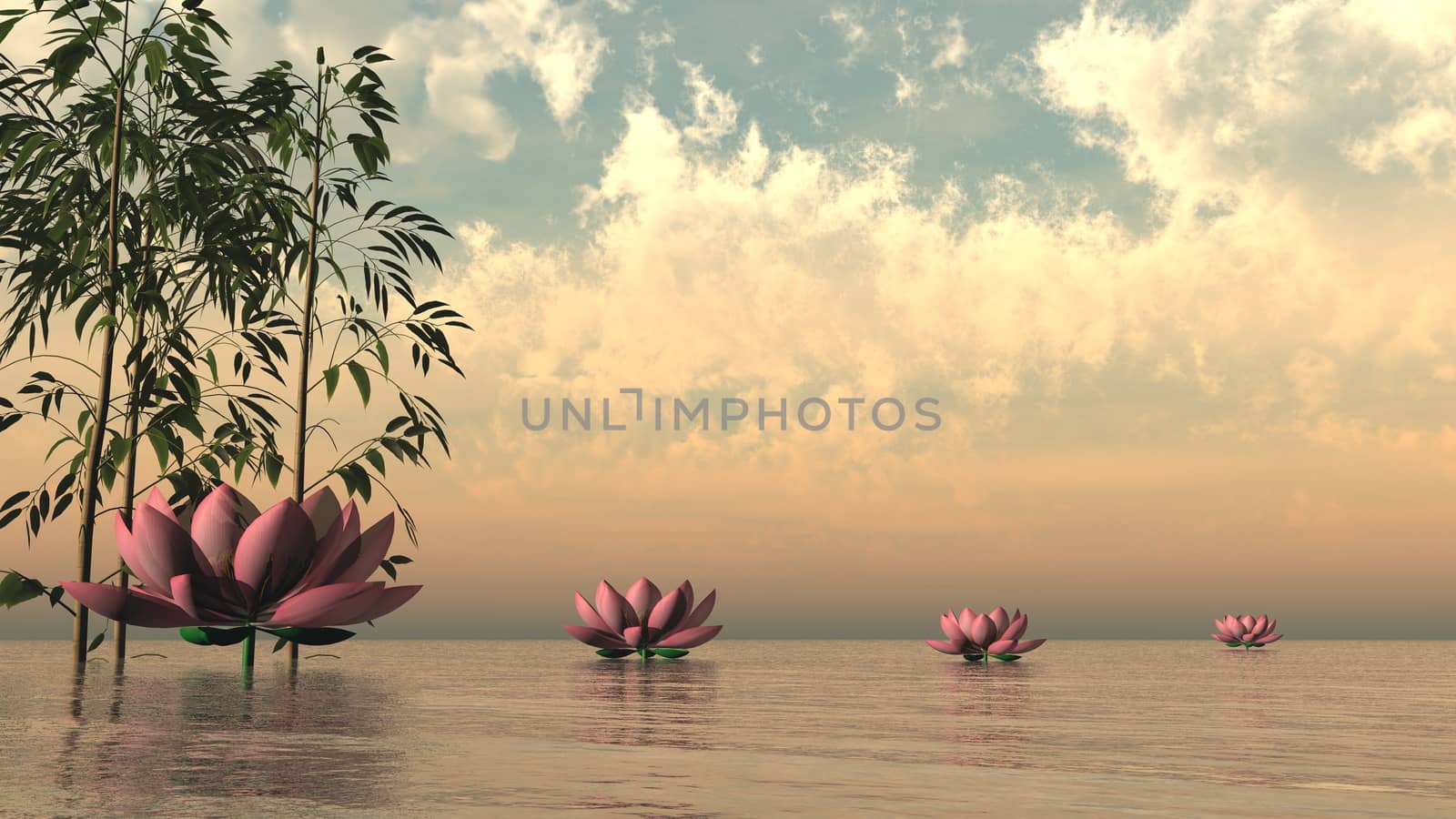 Pink lily flowers and bamboos upon water by sunset - 3D render