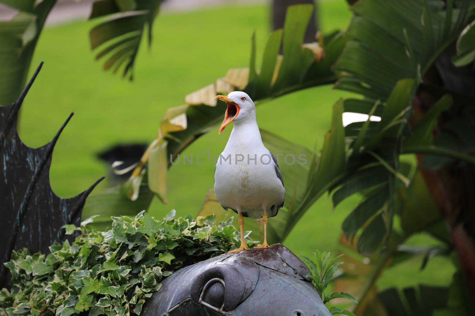 Seagull Bird with Open Beak by bensib