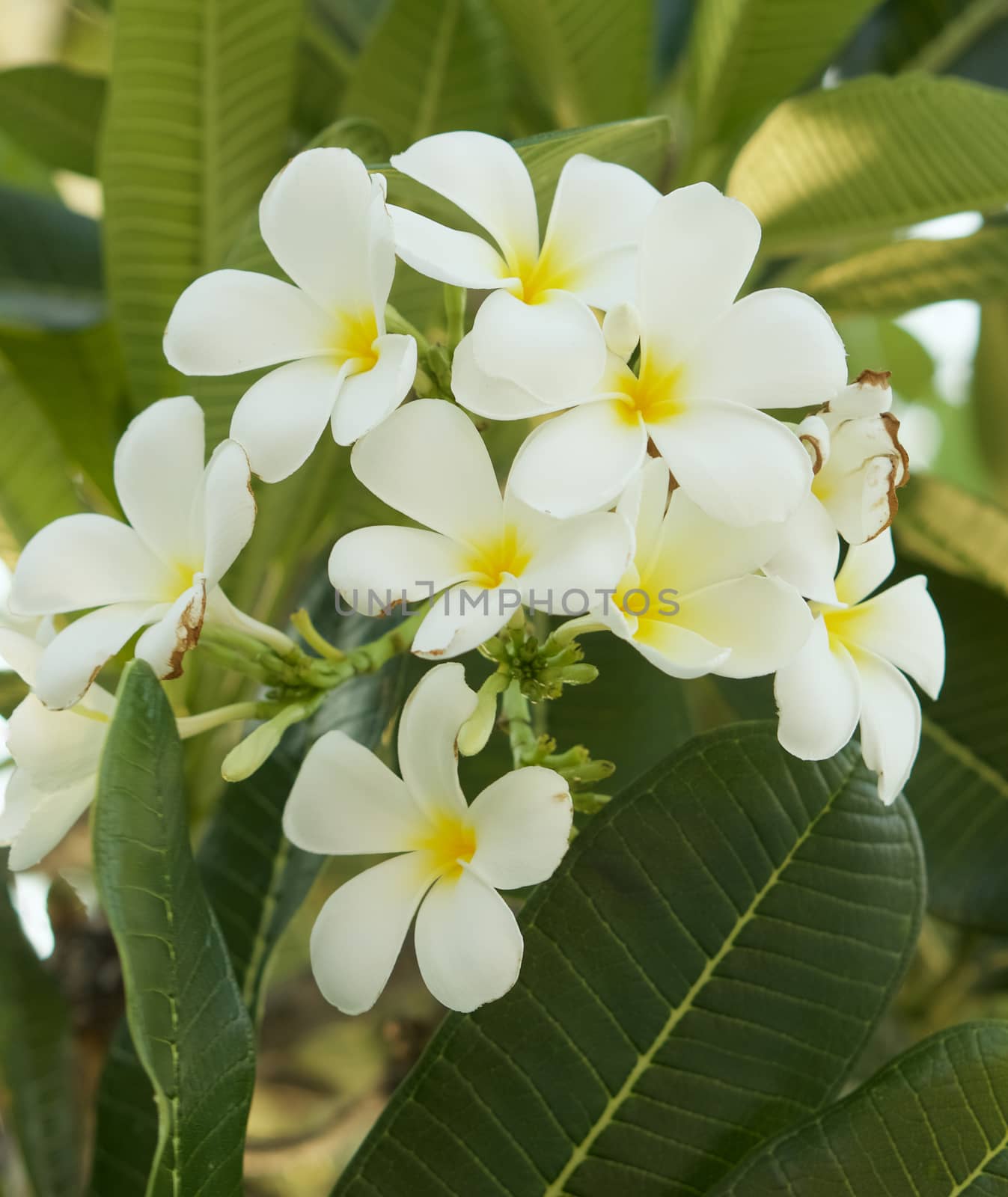 Beautiful of white Plumeria are blossom on the tree in the evening.