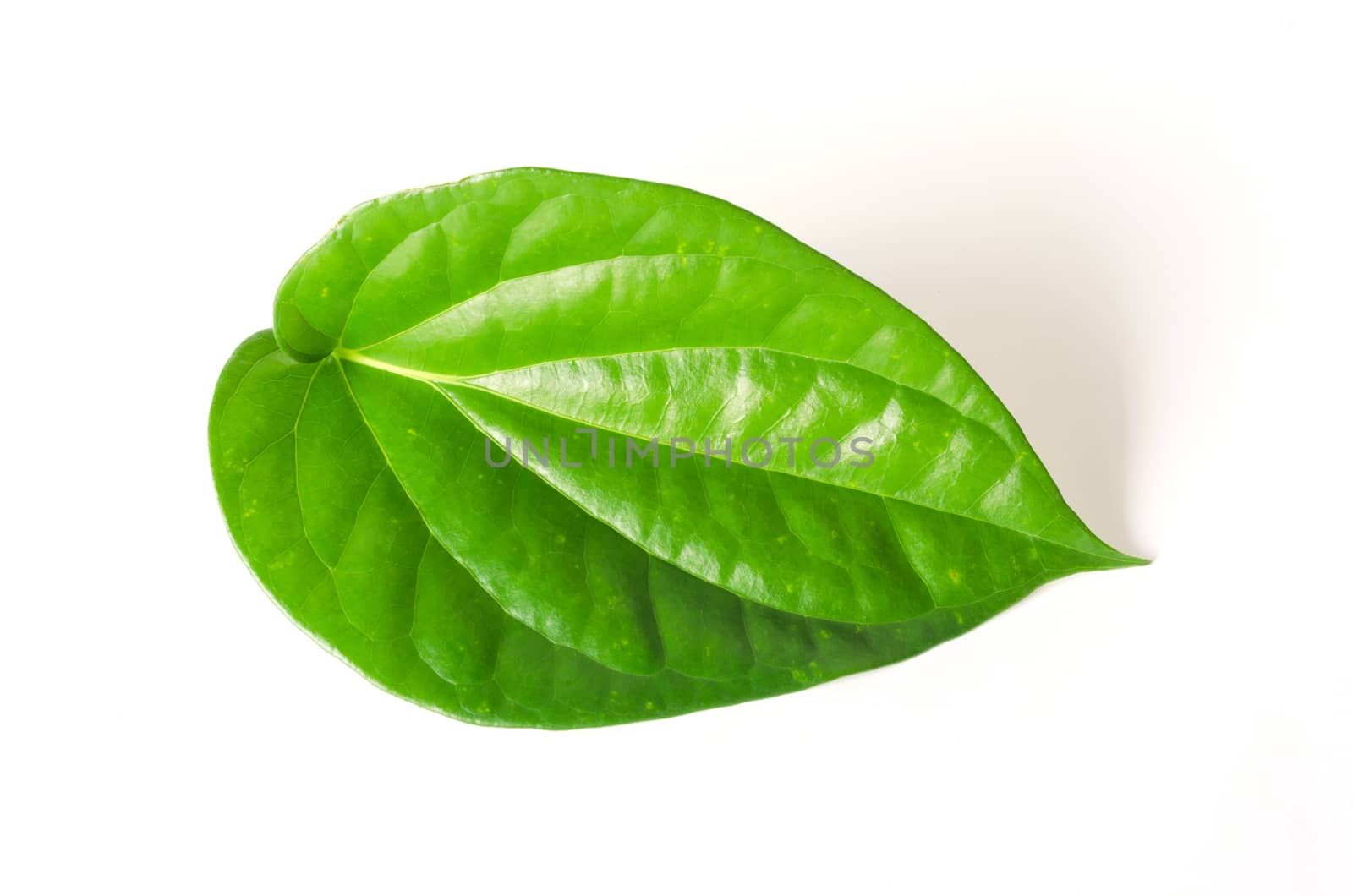 betel leaf on white background. by koson