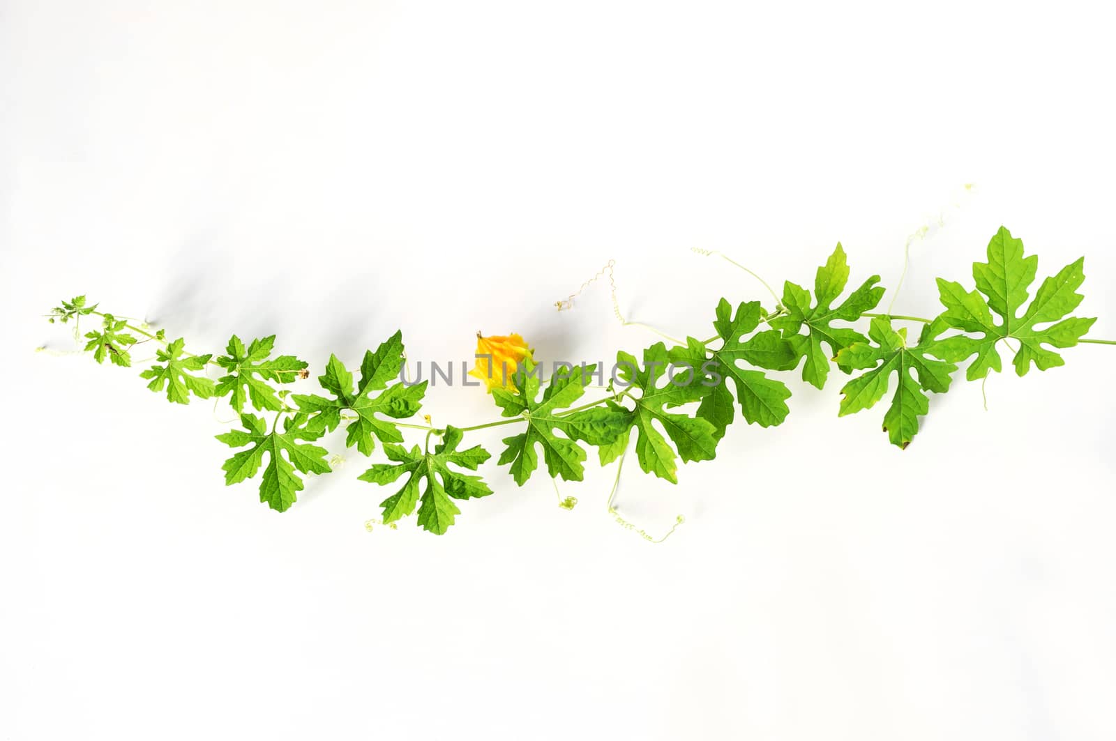 green bitter cucumber plant close up on white background