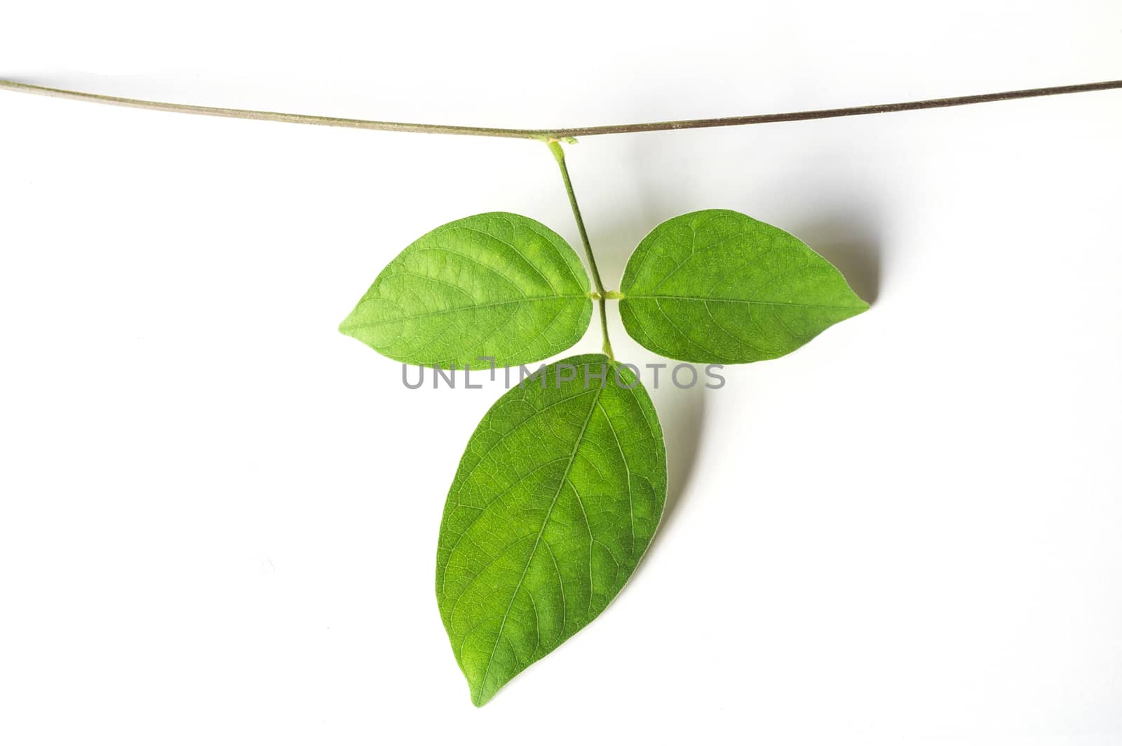 green vine plant close up on white background