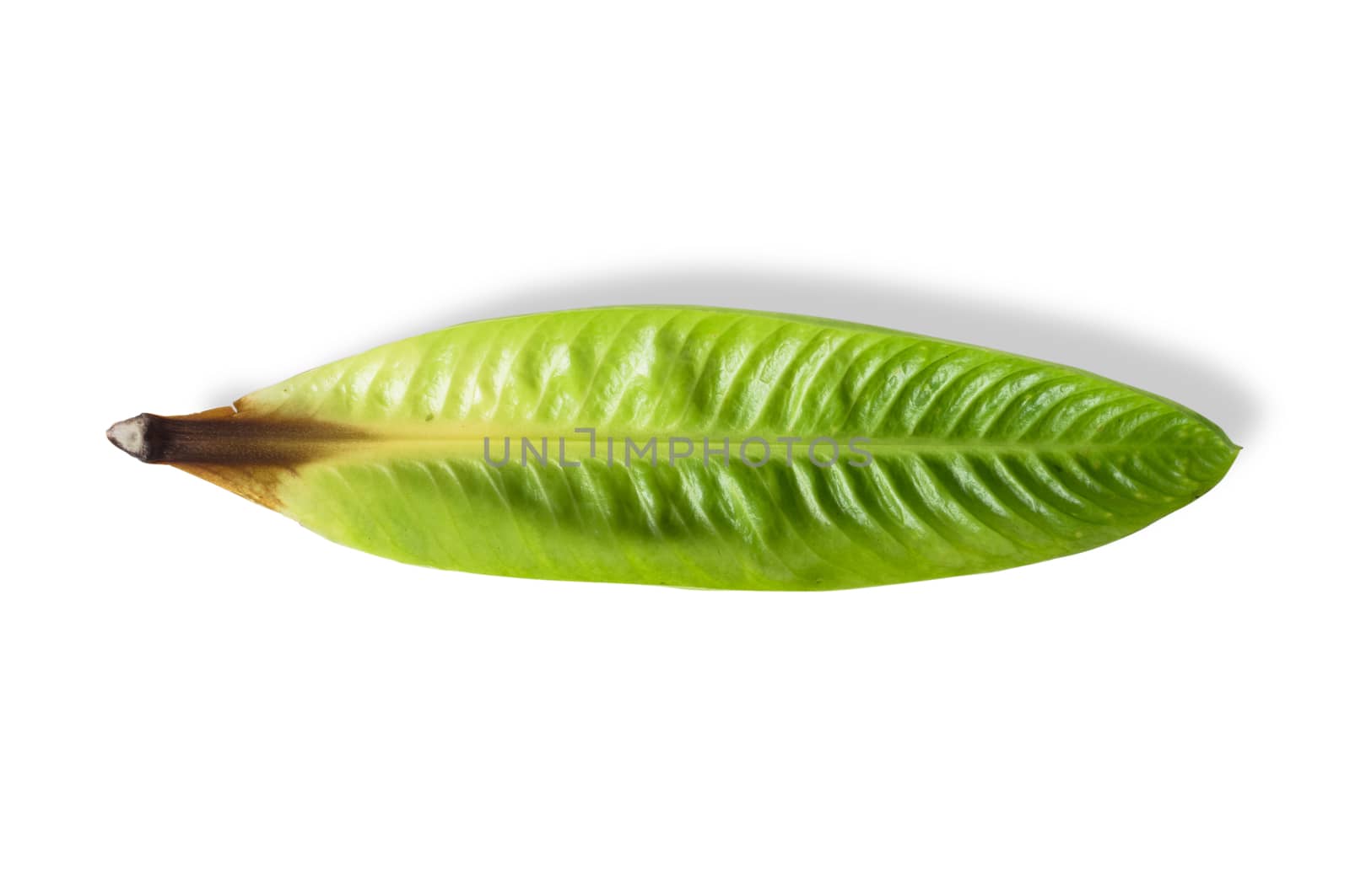 yellow leaves on white background, lansium parasiticum leaves