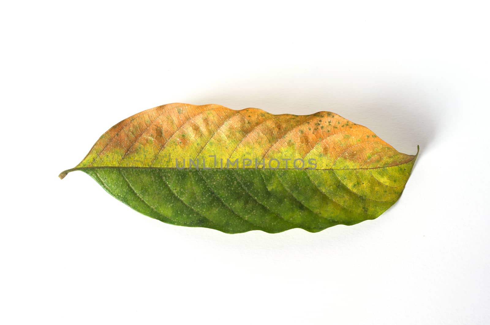 dry leaves on white background, lansium parasiticum leaves