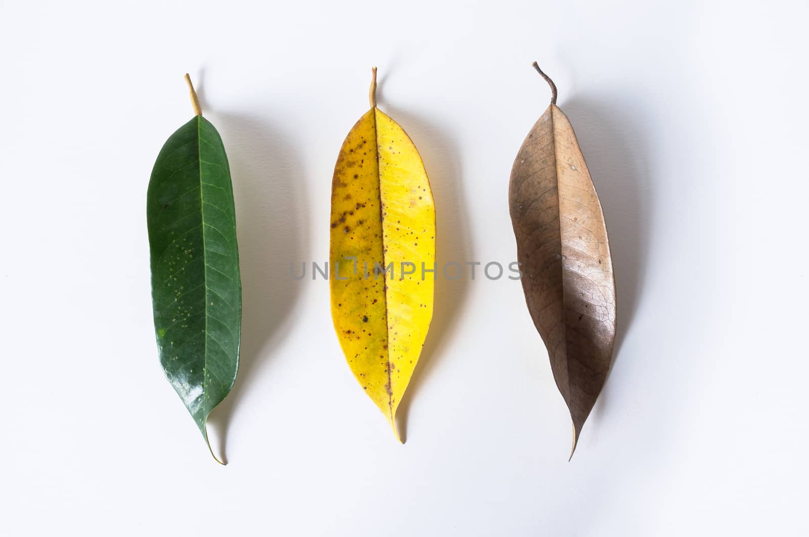 yellow leaves on white background, lansium parasiticum leaves