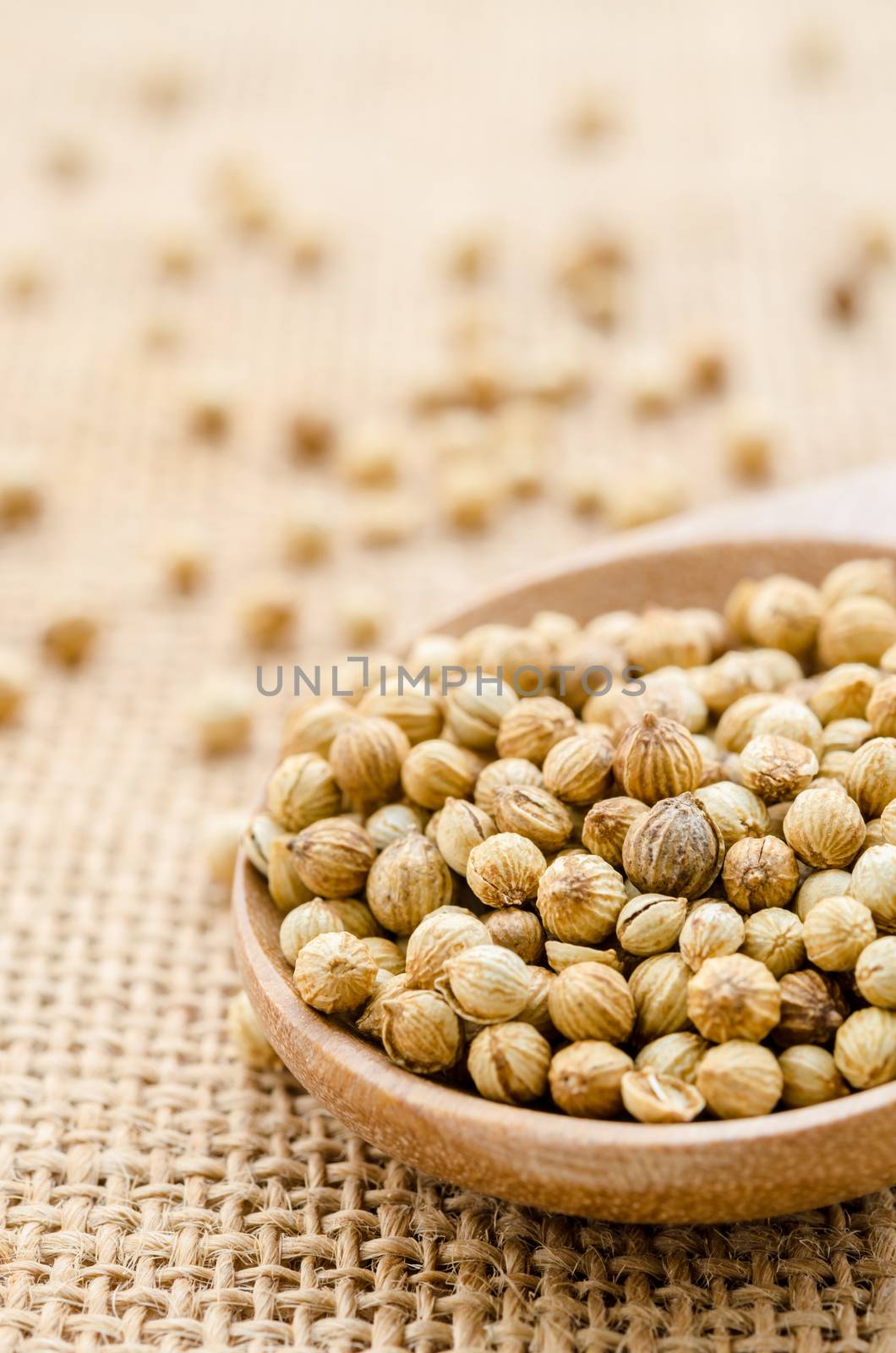 Coriander in wooden spoon closeup on sack background.