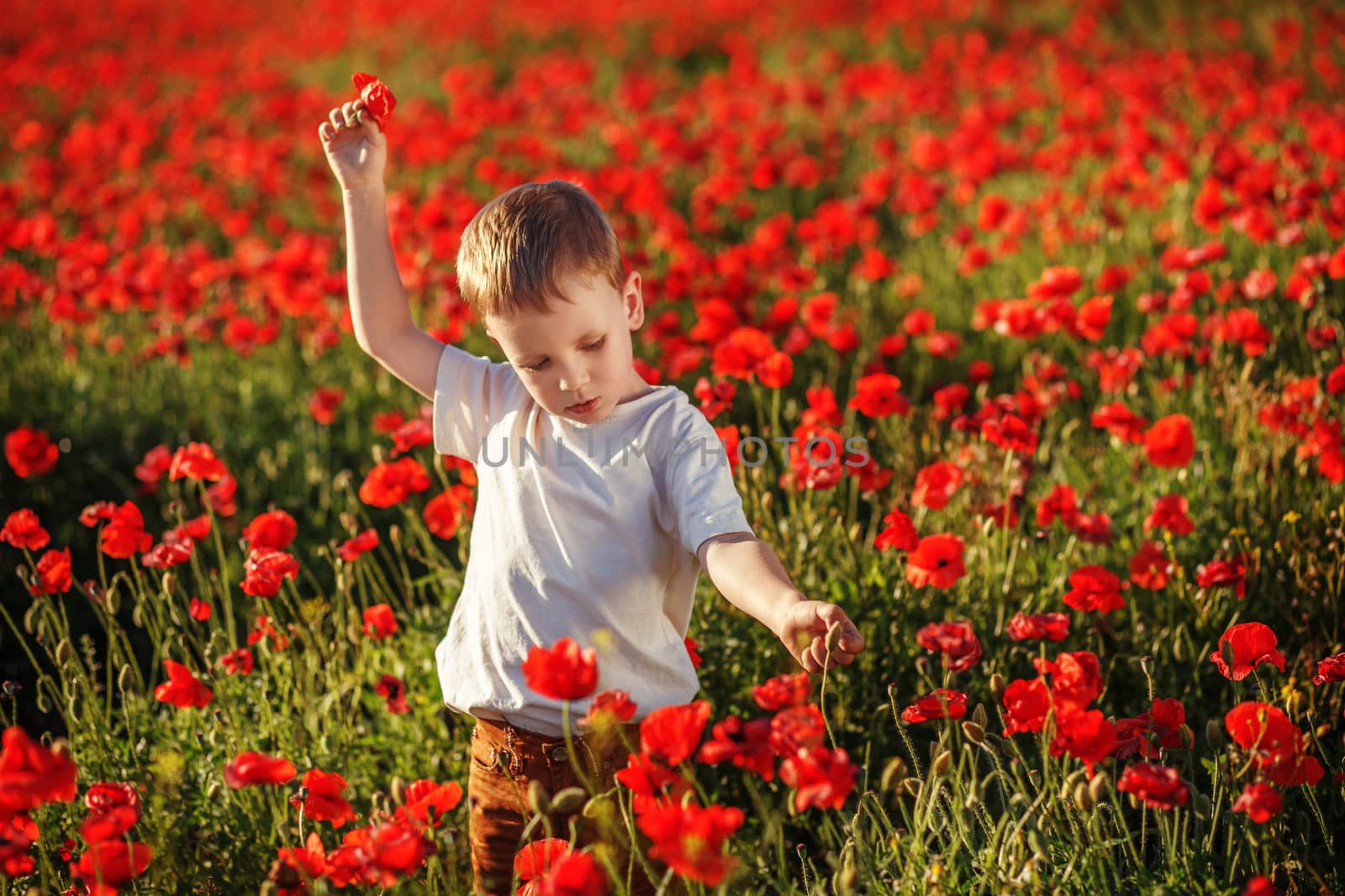 Cute little boy with poppy flower on poppy field on hot summer evening