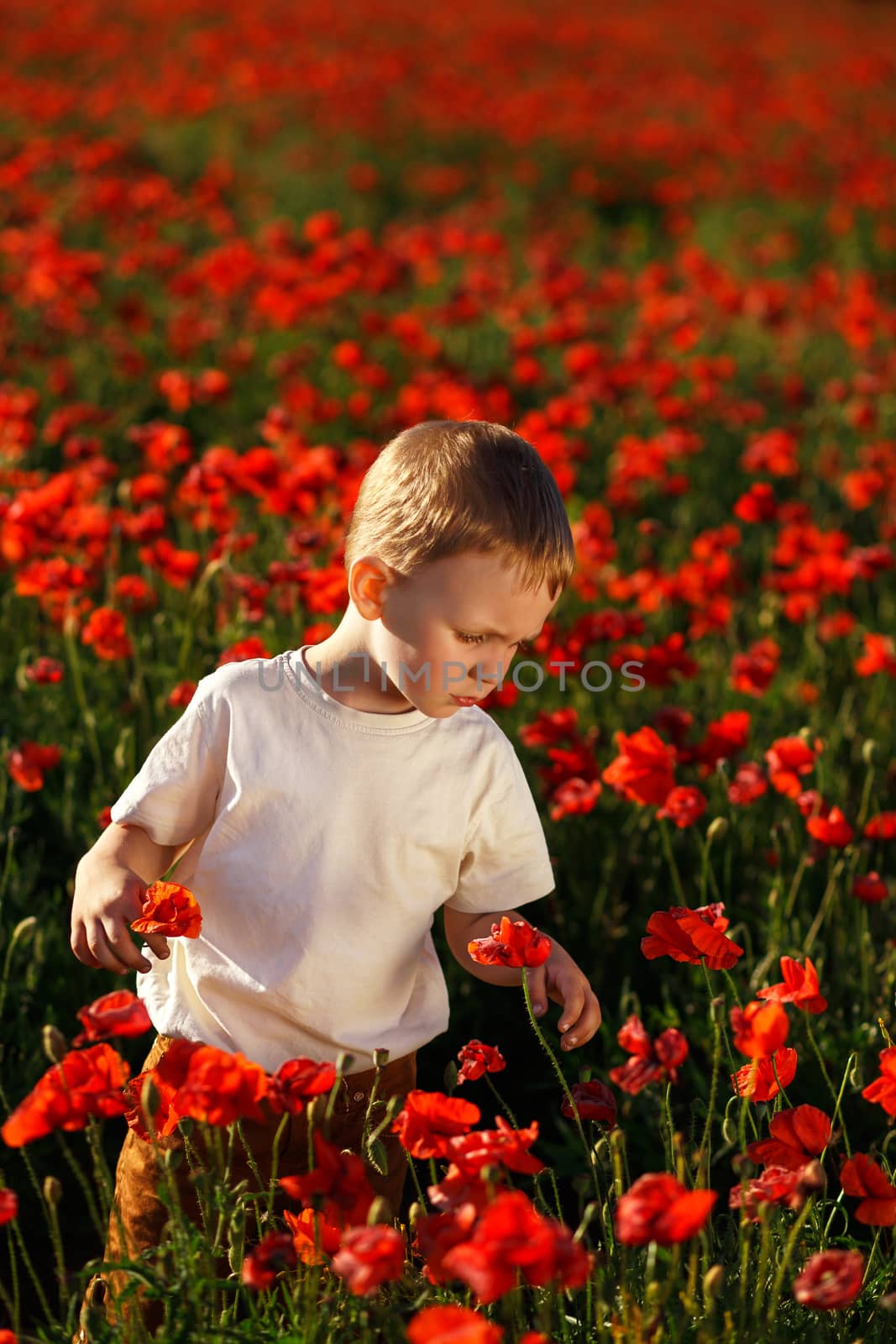 Cute little boy with poppy flower on poppy field on summer eveni by natazhekova