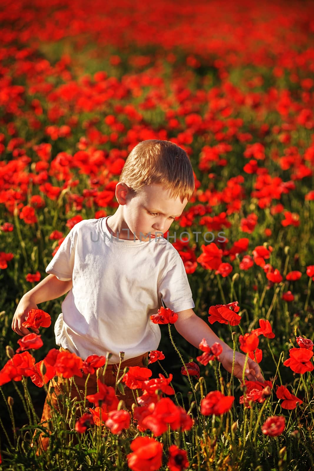 Cute little boy with poppy flower on poppy field on hot summer e by natazhekova