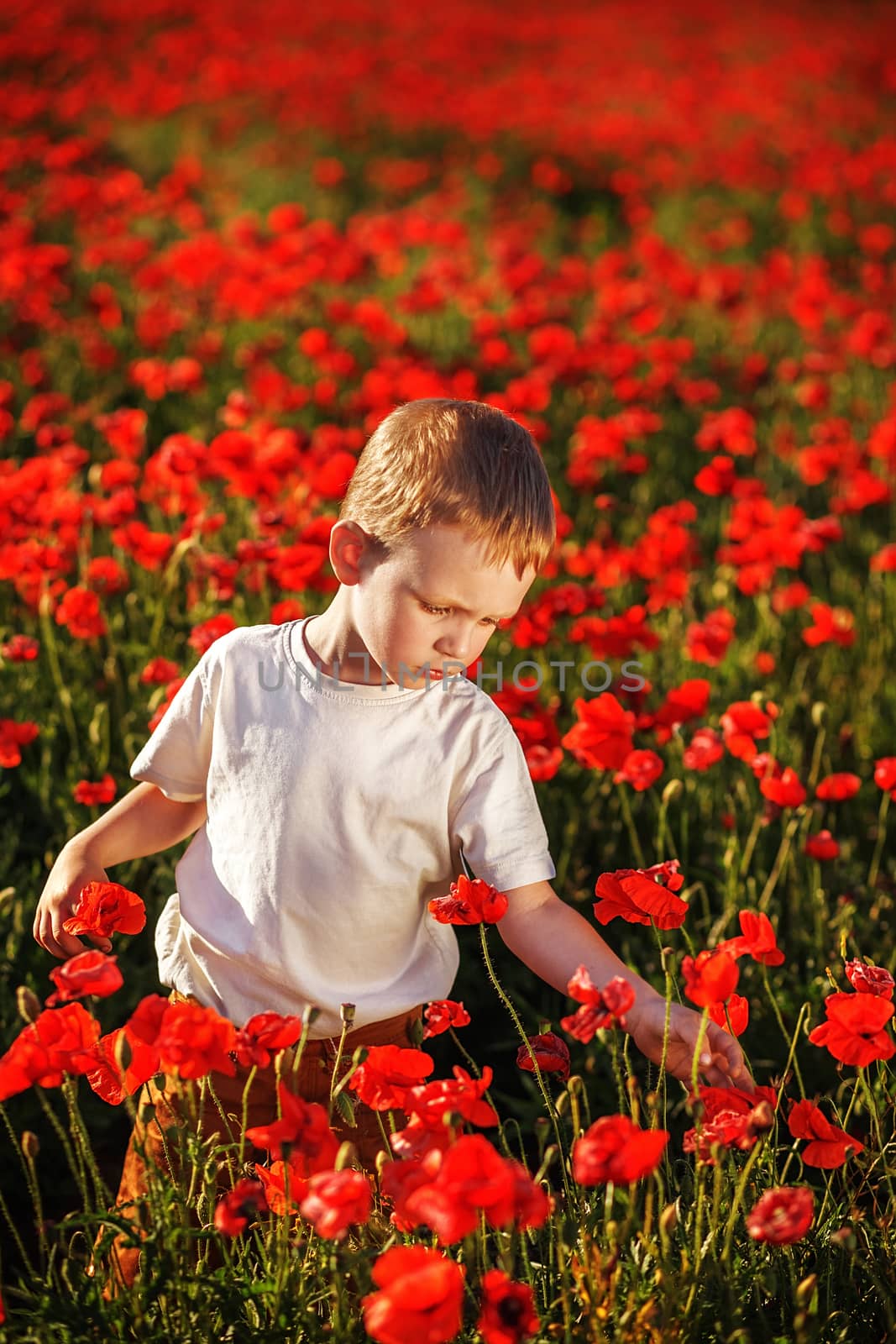 Cute little boy with poppy flower on poppy field on hot summer day