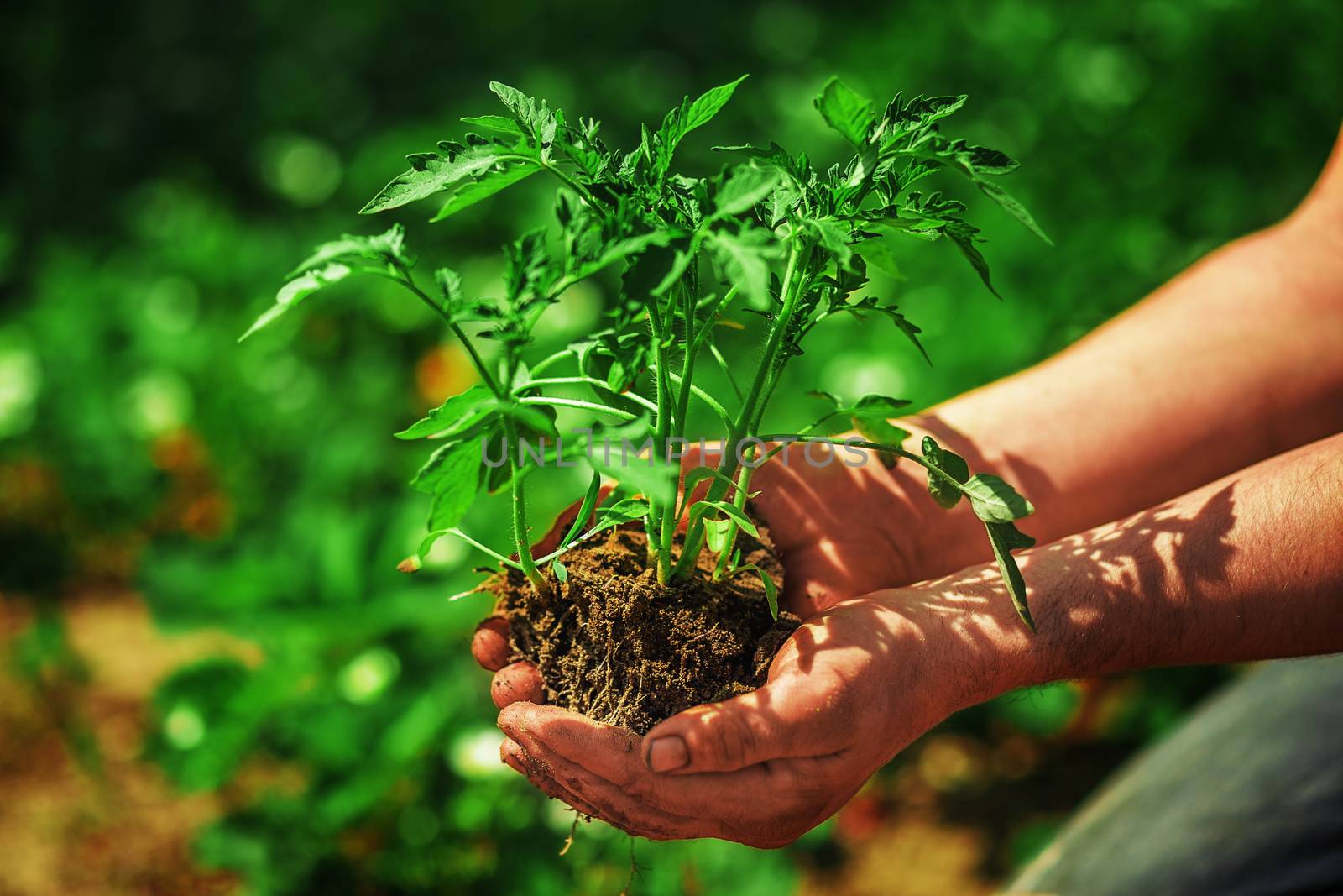 Seedling tomatoes in the hands of male farmers