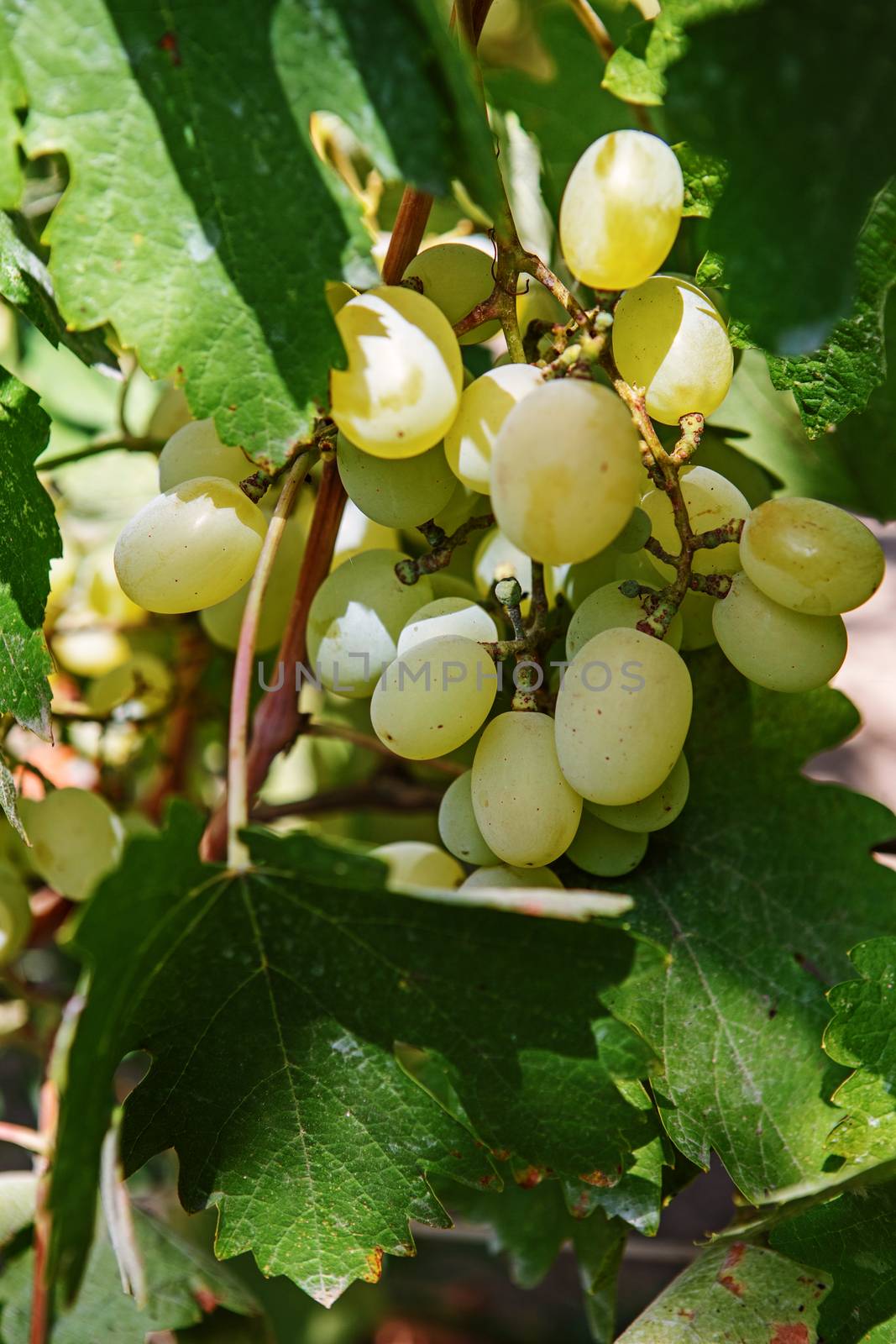 Large bunch of white wine grapes hang from a vine. Ripe grapes with green leaves. Wine concept.