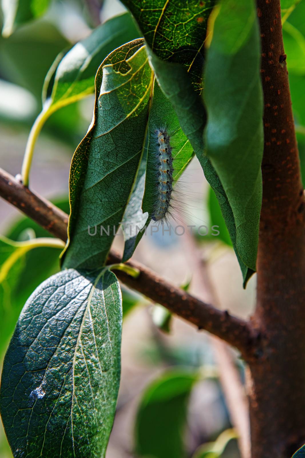 Caterpillar garden pests eat the leaves on a tree in the garden