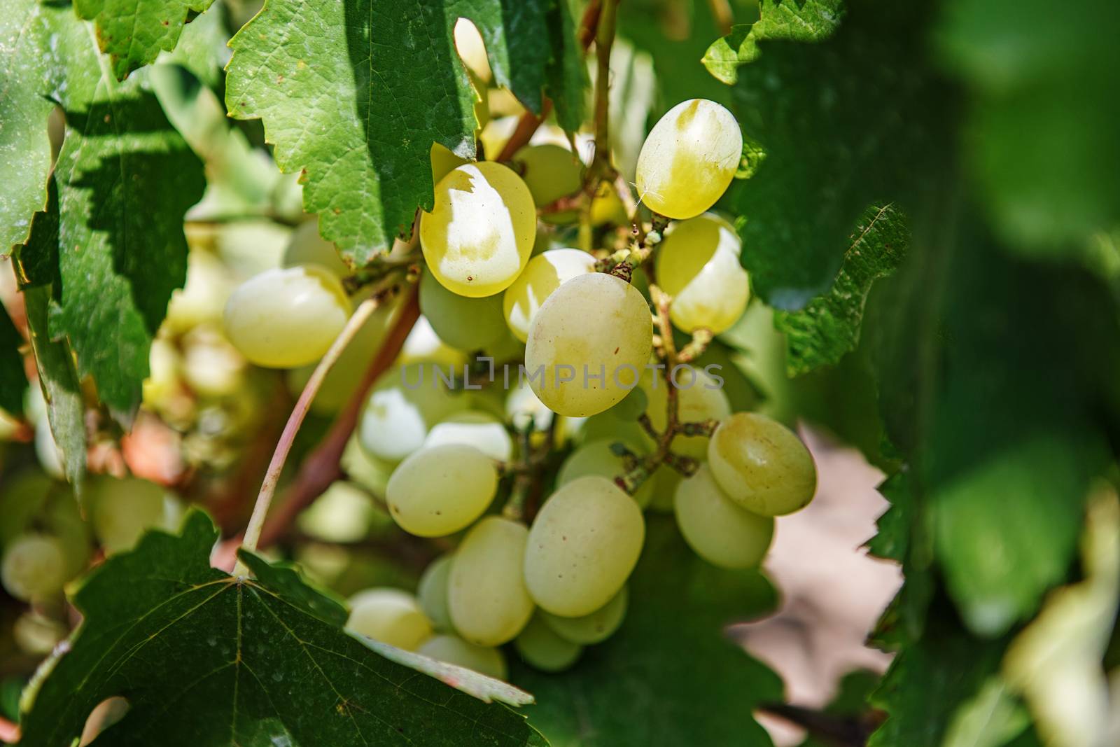 Large bunch of white wine grapes hang from a vine. Ripe grapes with green leaves. Wine concept.