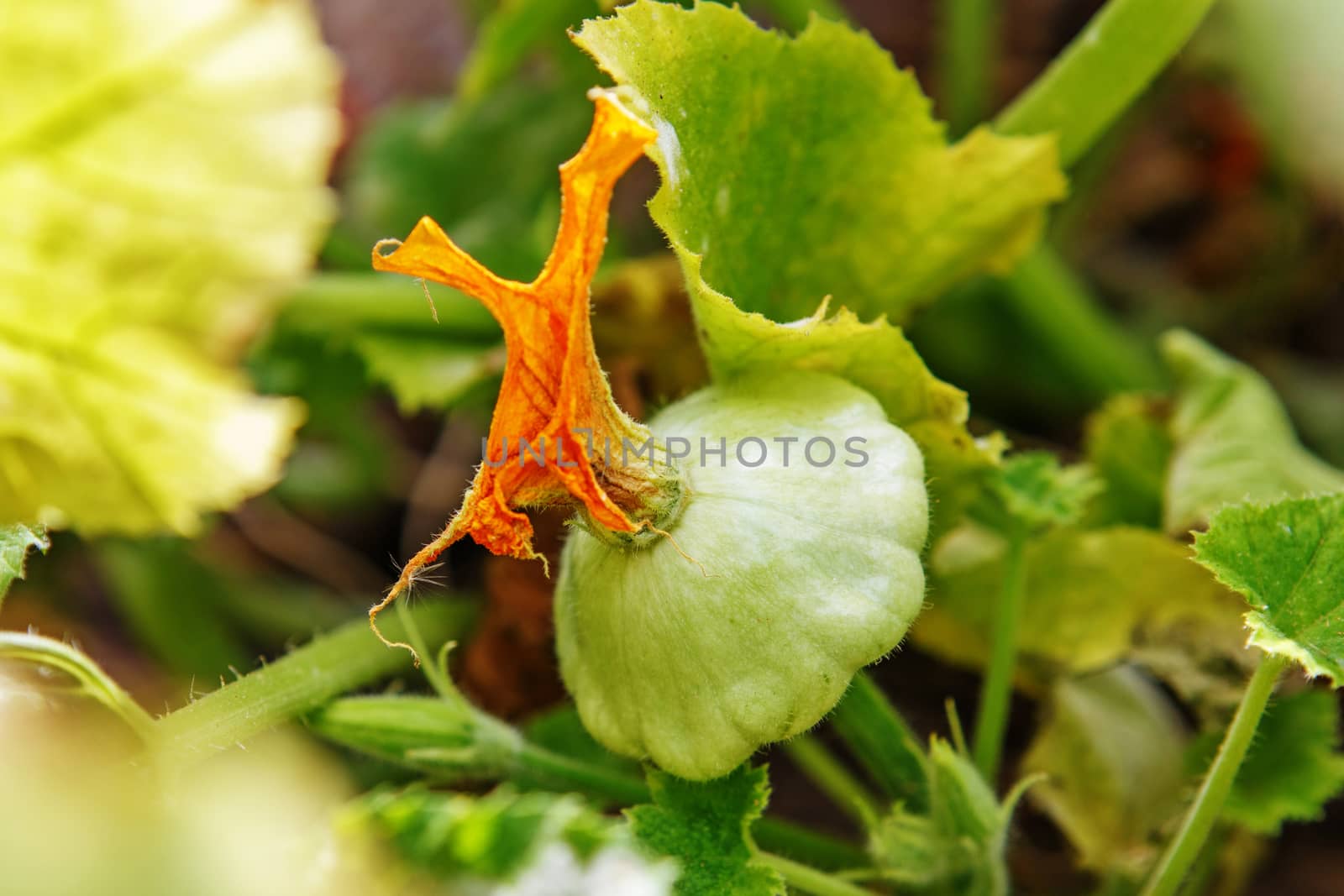 Baby Summer Squash. Patisson plant growing in the garden