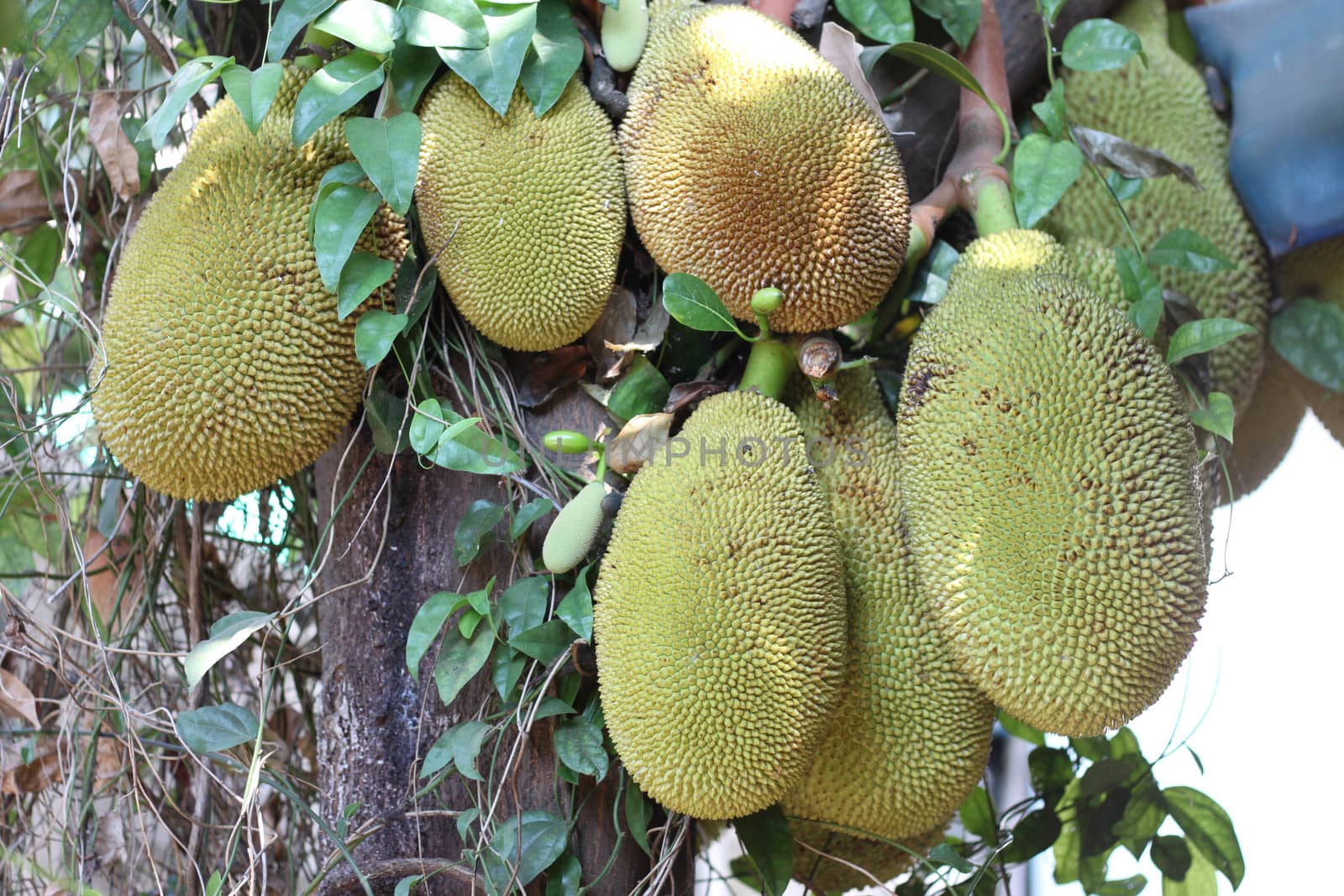 many jackfruit on the tree by primzrider