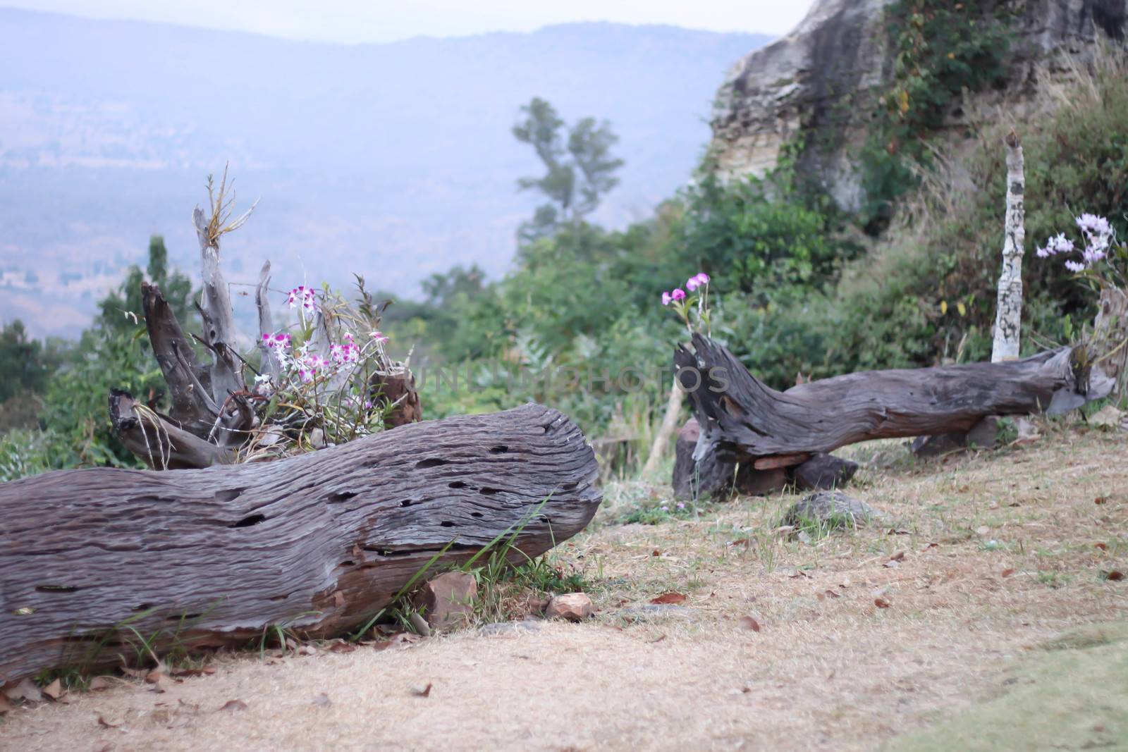 Timber on cliff in thailand by primzrider