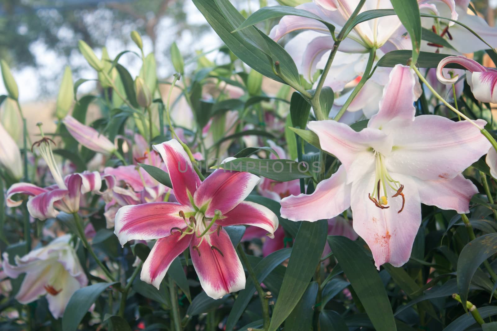 Lilly in the garden