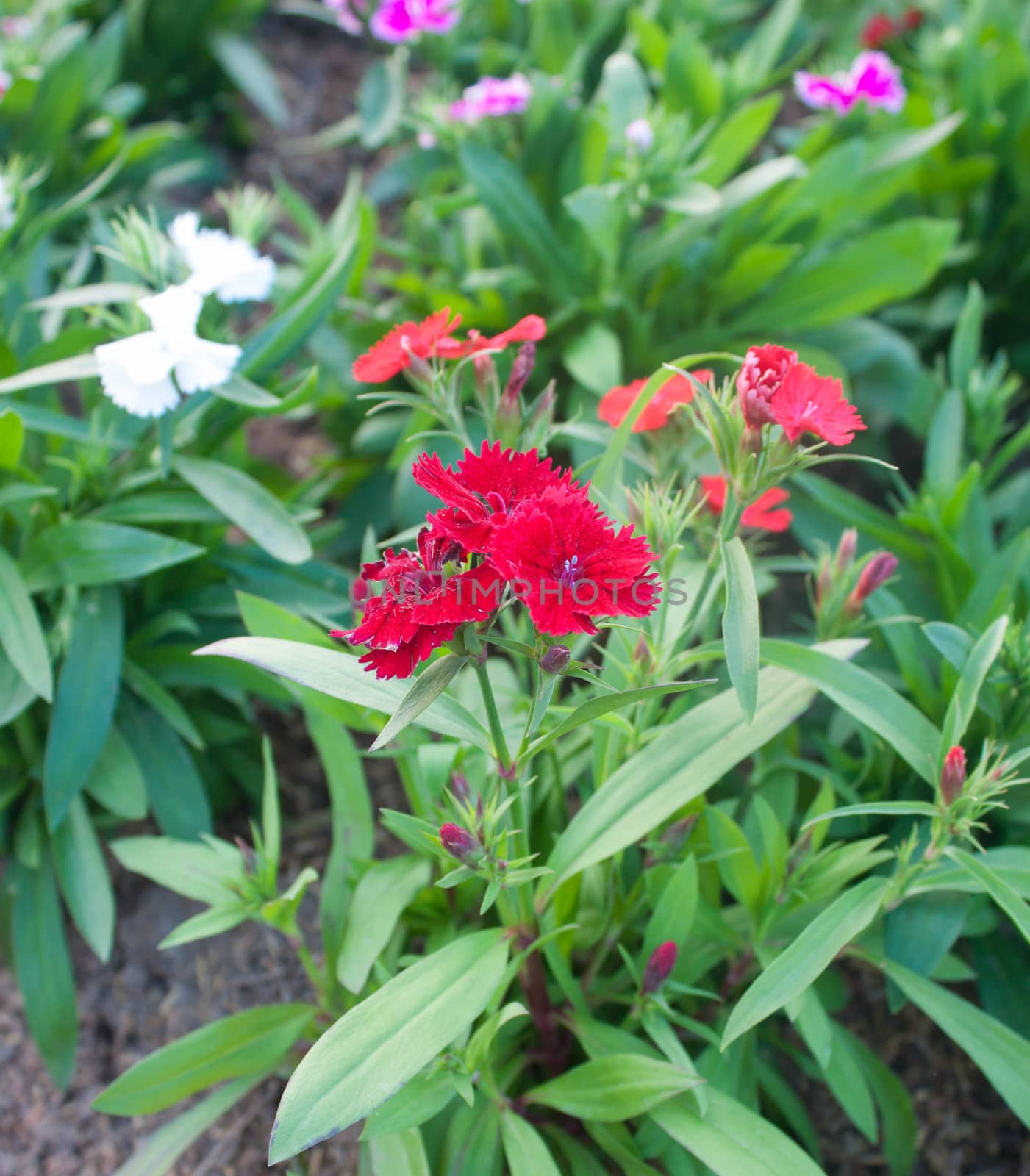 red dianthus in the garden  by primzrider