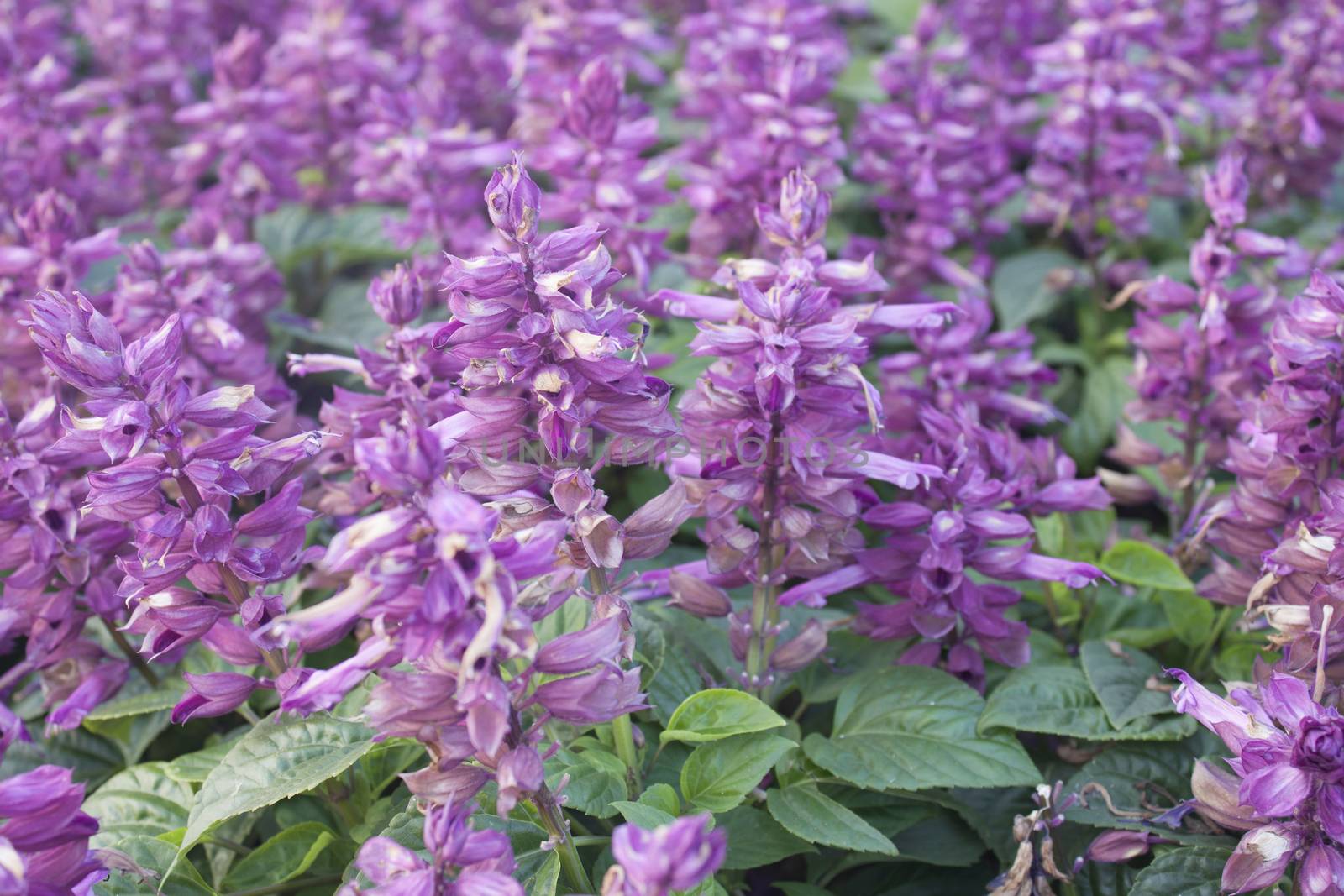 Salvia purple flowers in the flower show garden in Thailand.