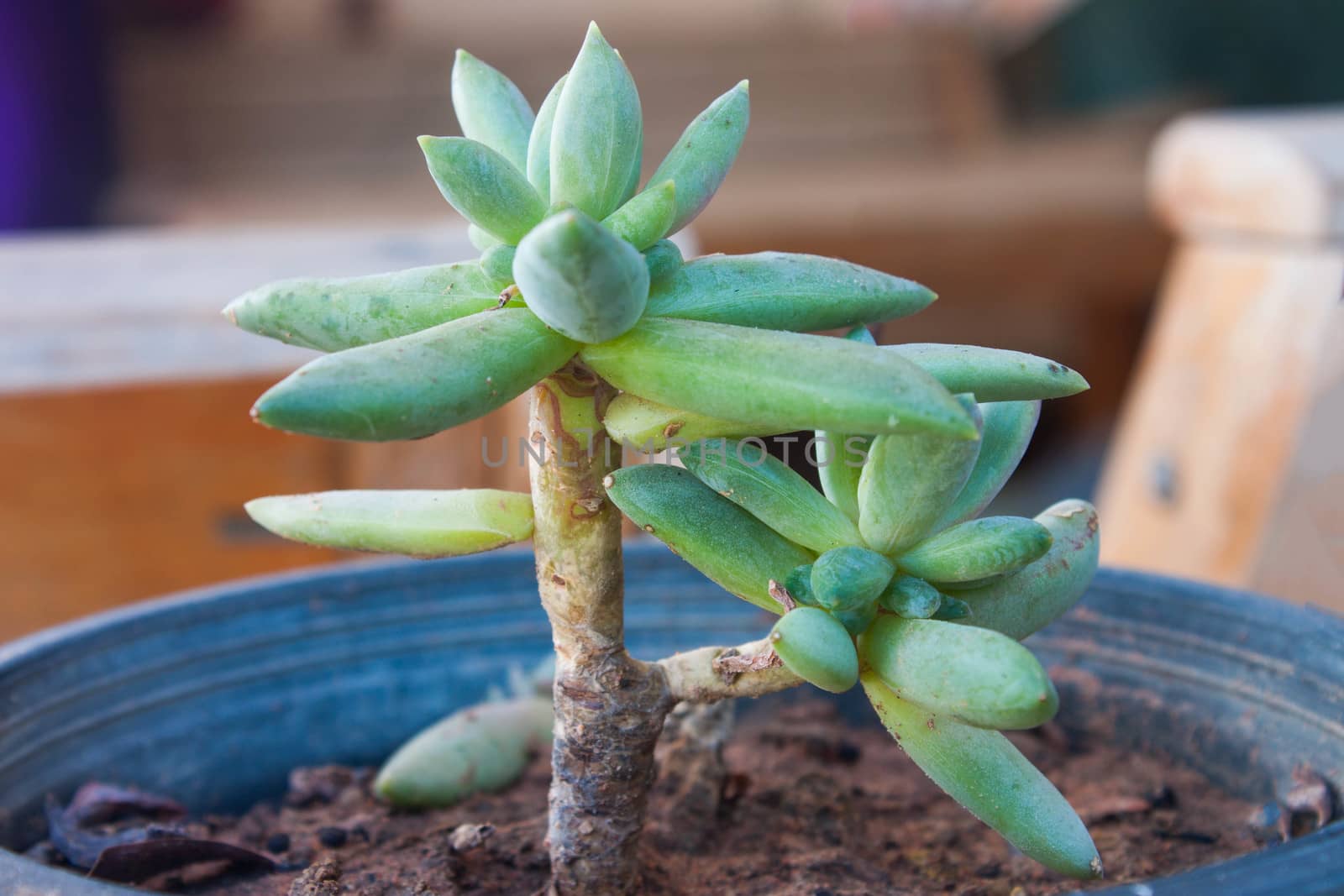 Close-up of cactus tree in stock.