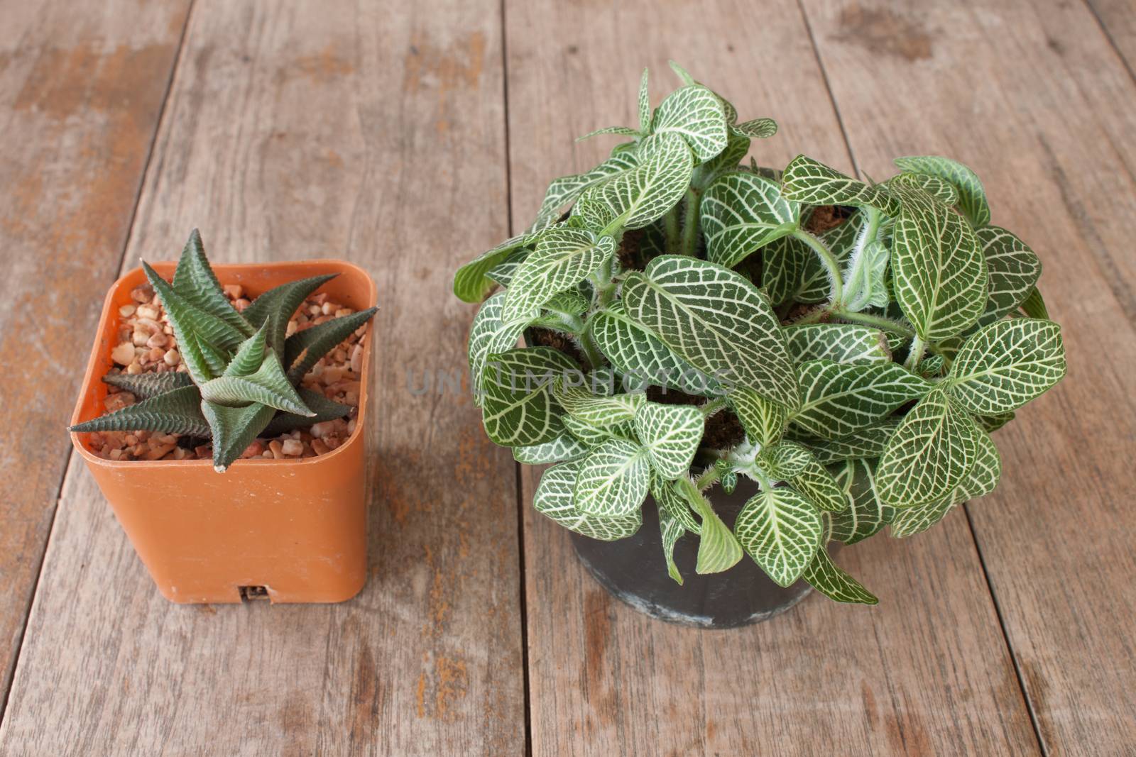 Fittonia  tree and  Dyckia tree  Set on a wooden floor
