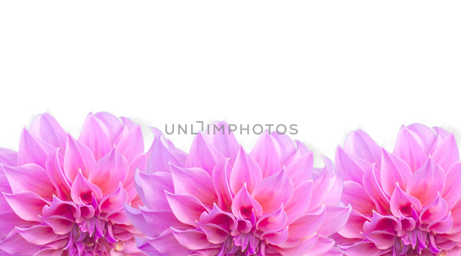 Bright pink Dahlia on white background. by primzrider