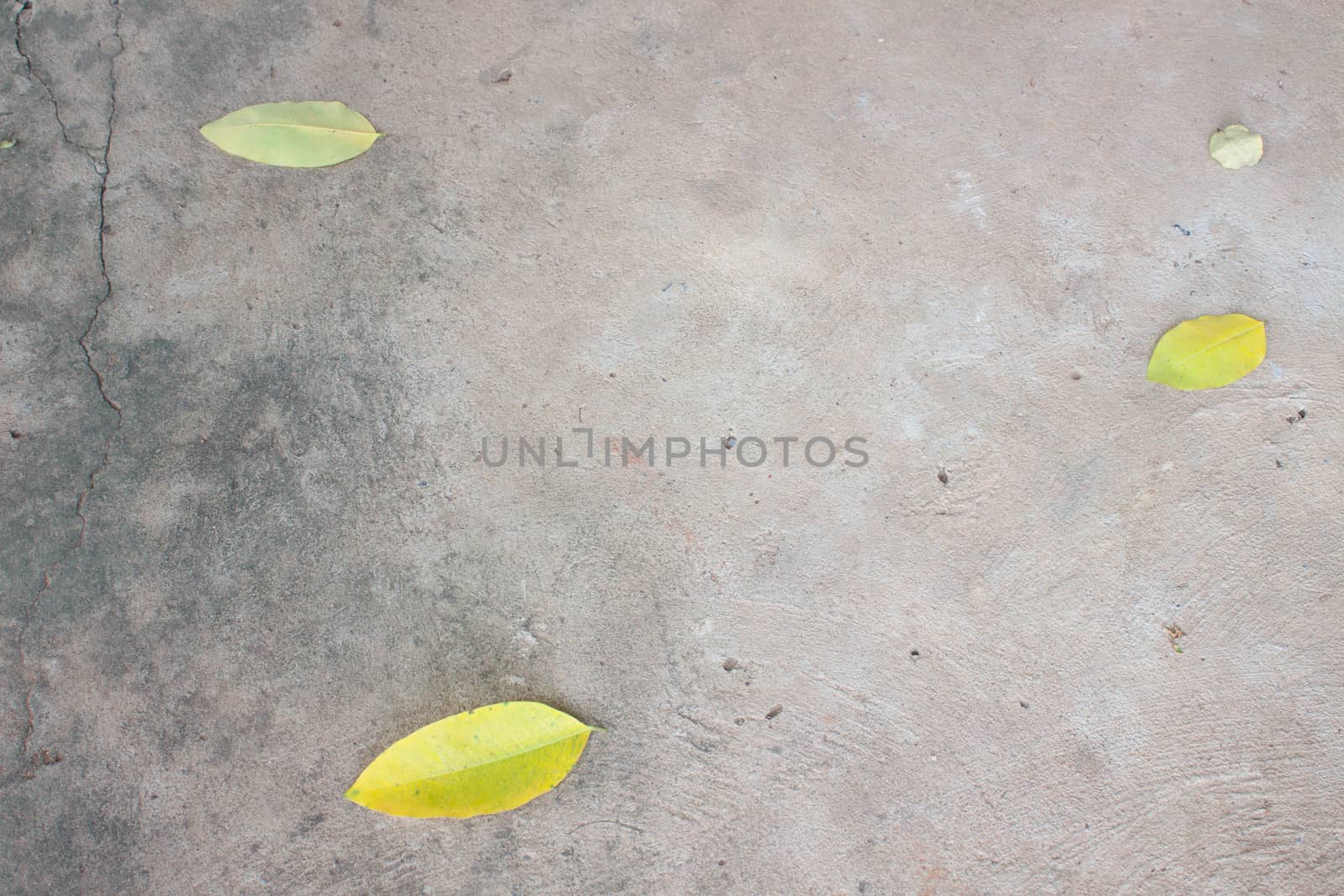 Yellow Leaf Ground with cement