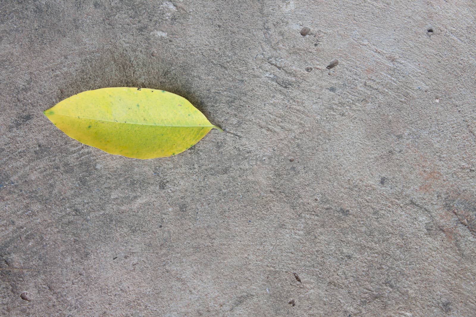 Yellow Leaf Ground with cement